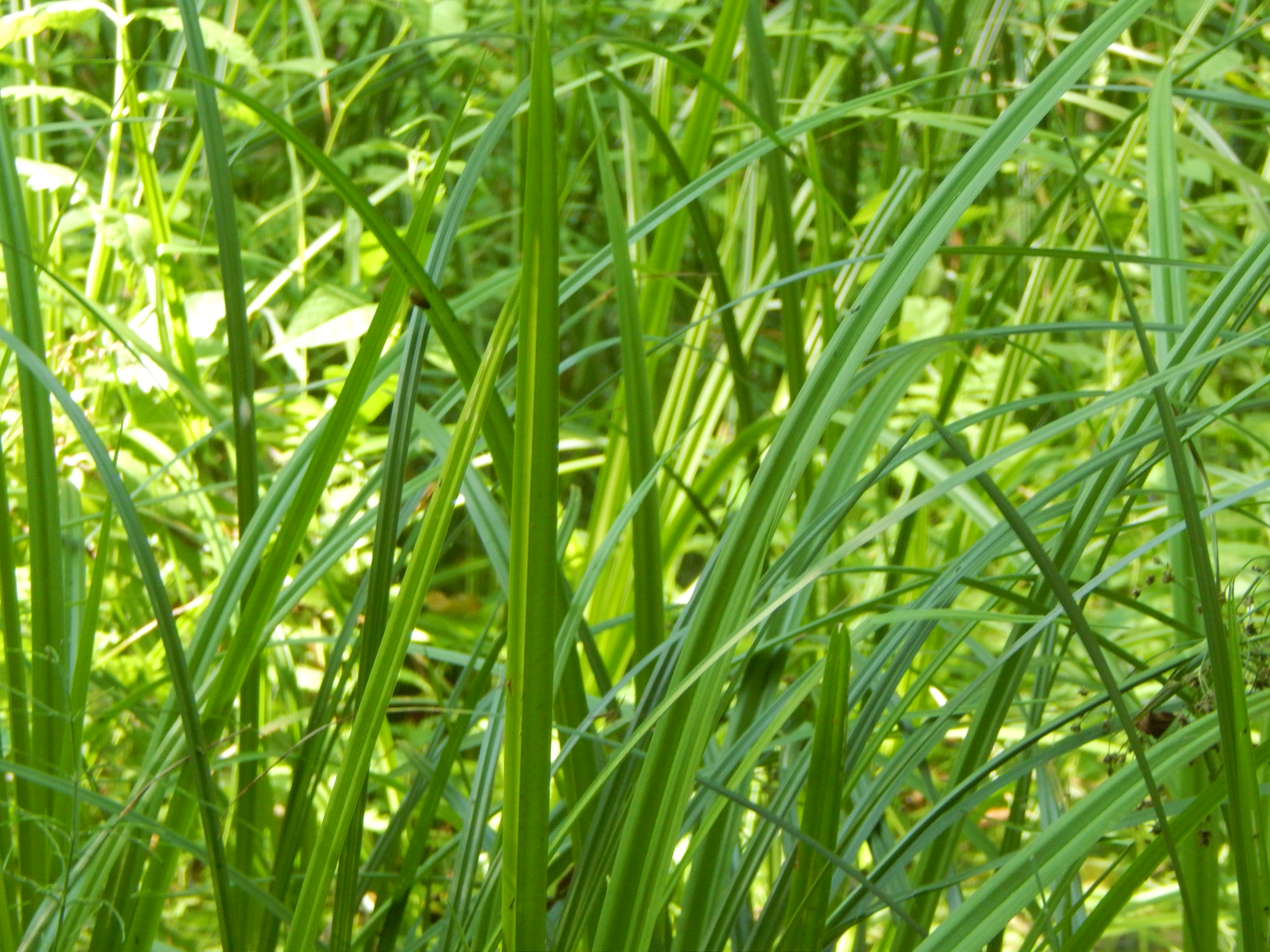 Tall Green Grass Texture - Free Stock Photo by Oleg Prokopenko on ...