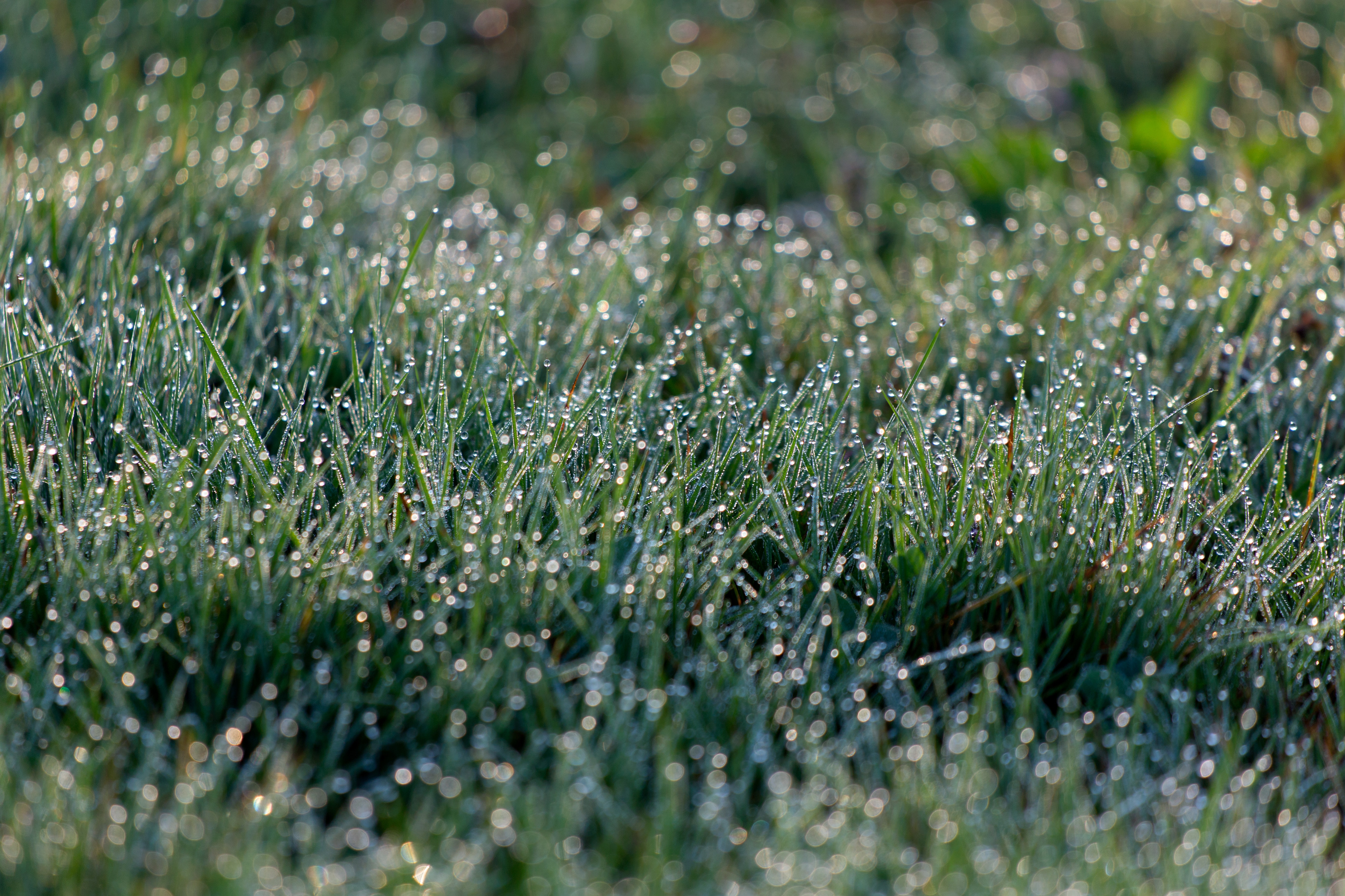 Green Grass, Bokeh, Grass, Water, Summer, HQ Photo