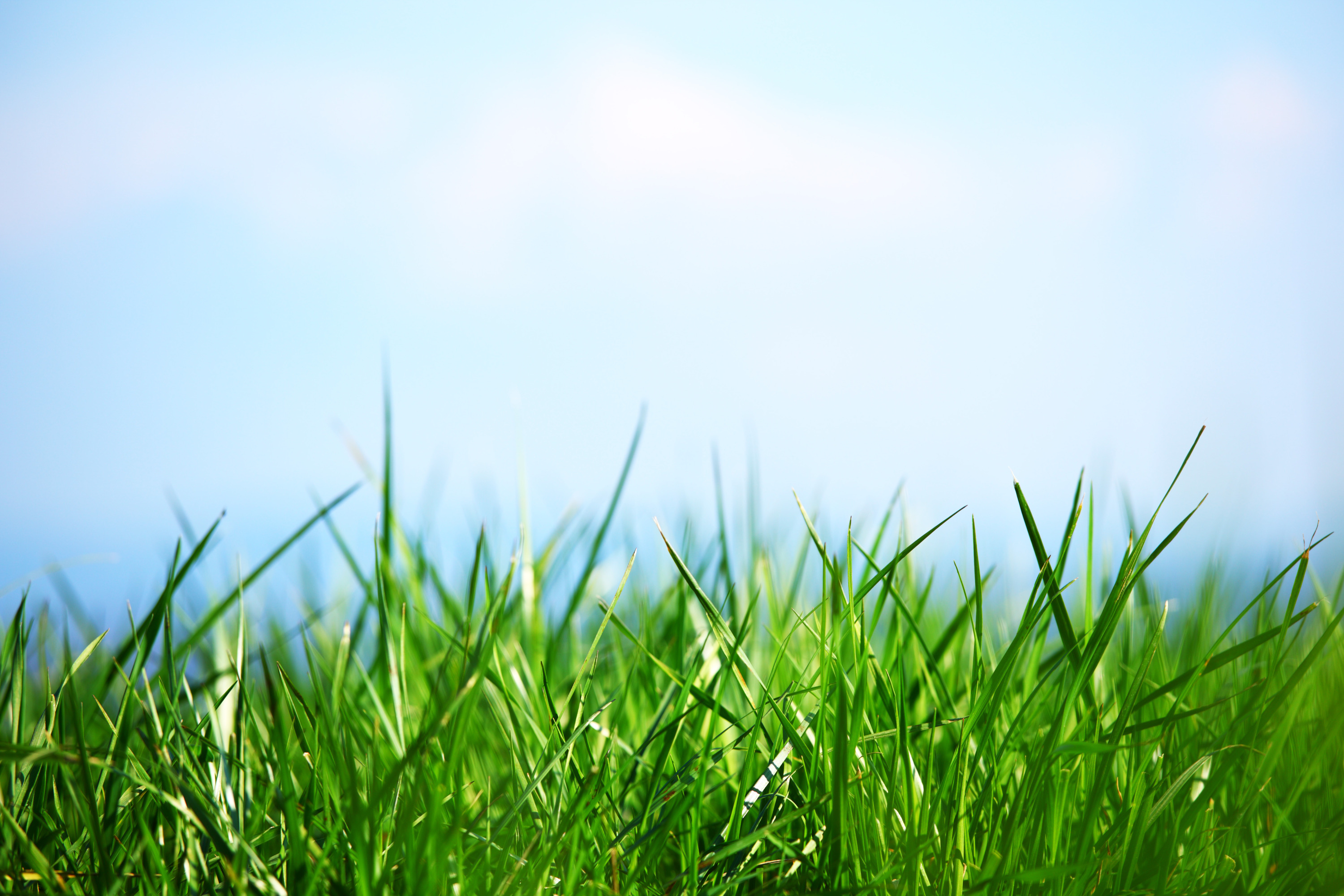 Where The Green Grass Grows | Daily Inspired Musings