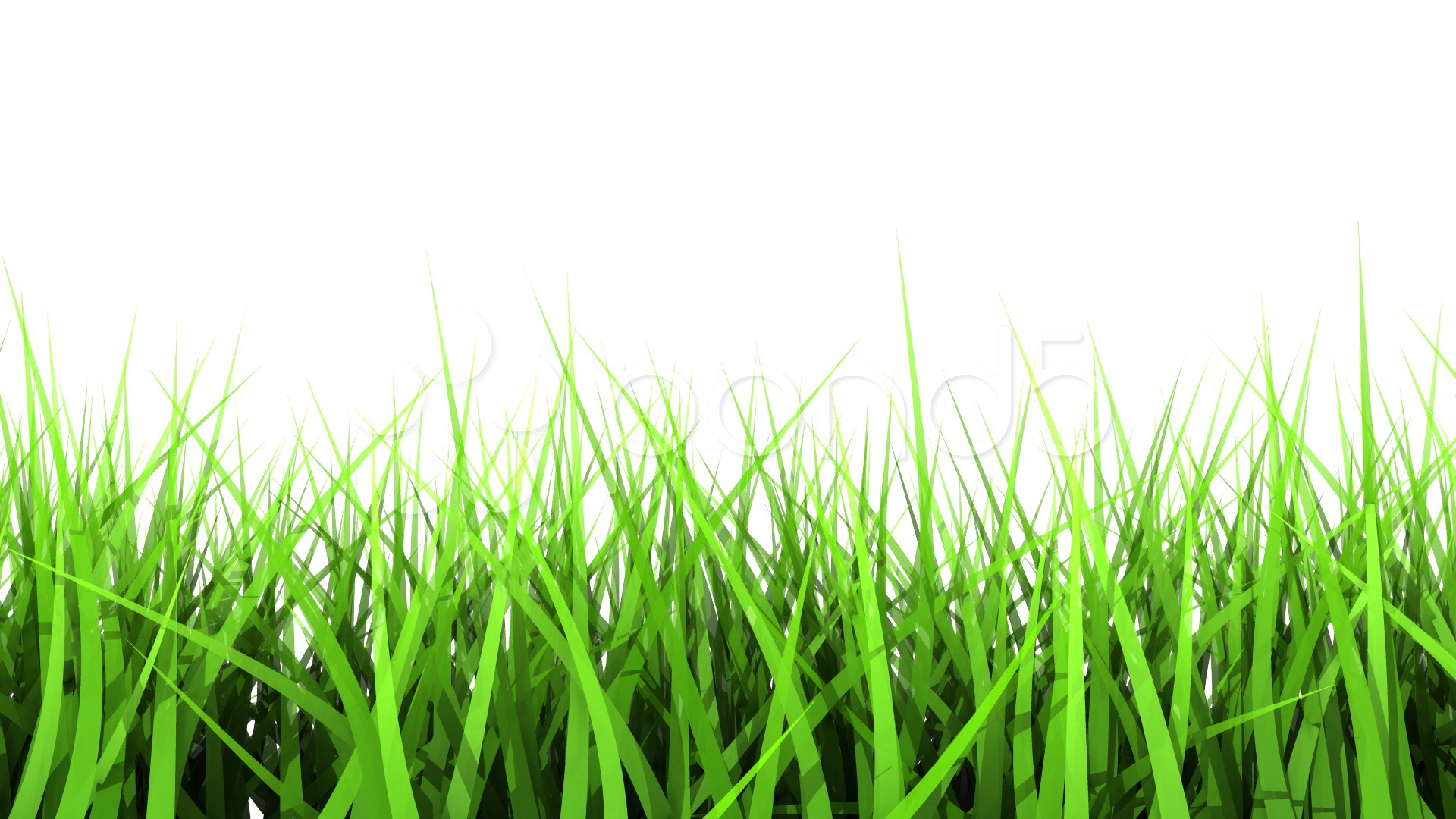 Video: Green Grass On White Background. Matte Channel. ~ #824554