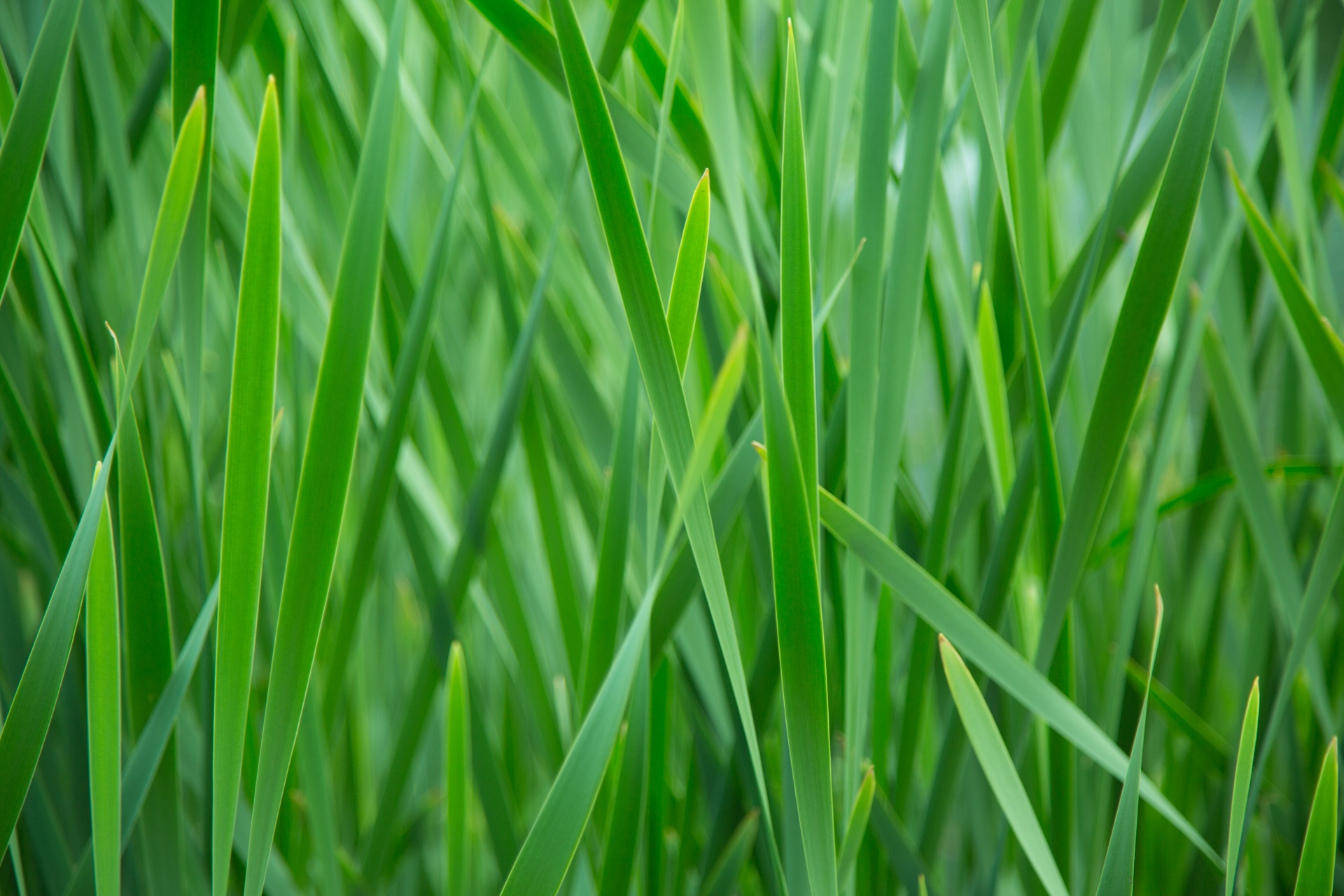 Green Grass Free Stock Photo - Public Domain Pictures