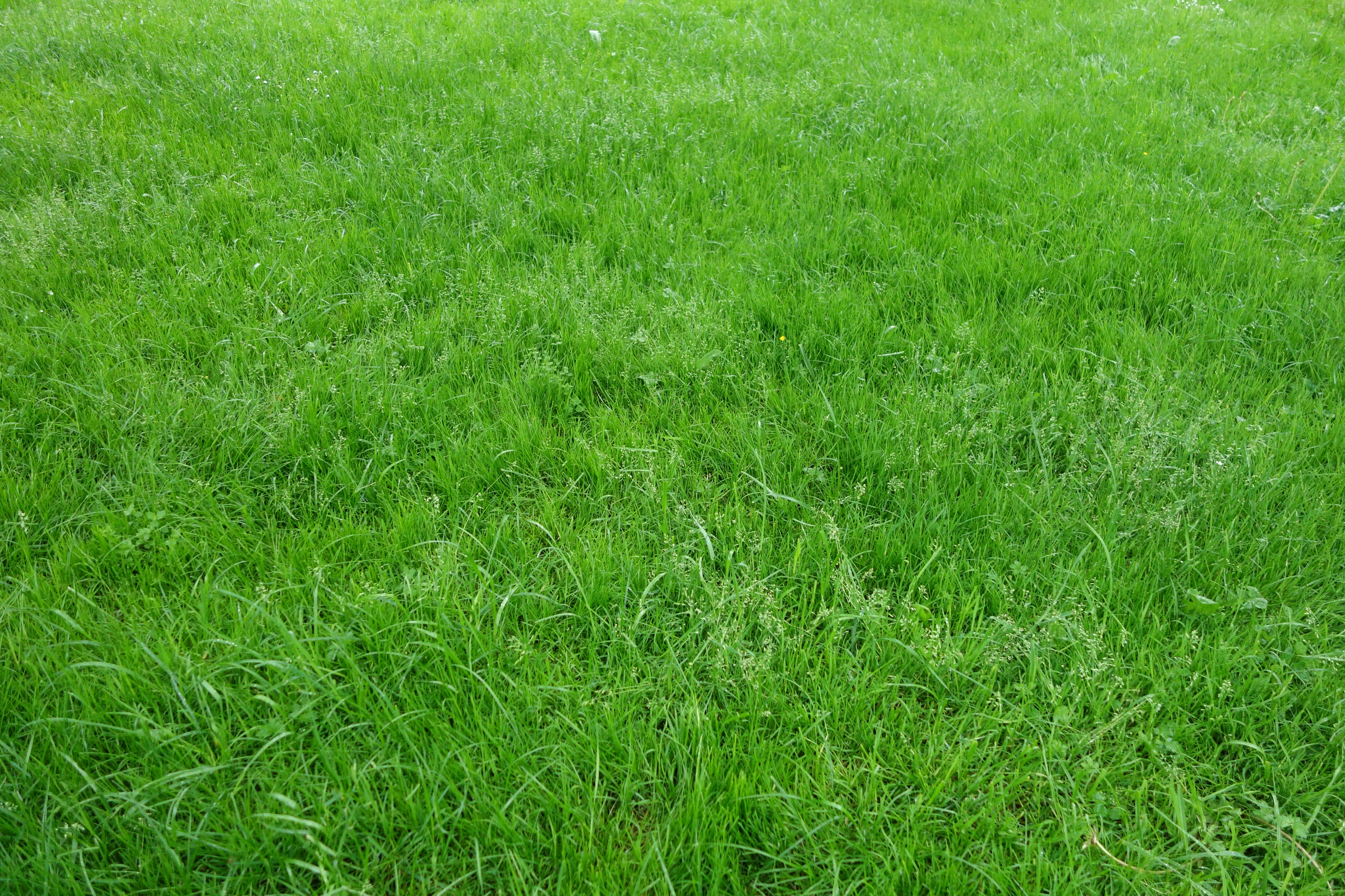 Green grass by elenasch on DeviantArt