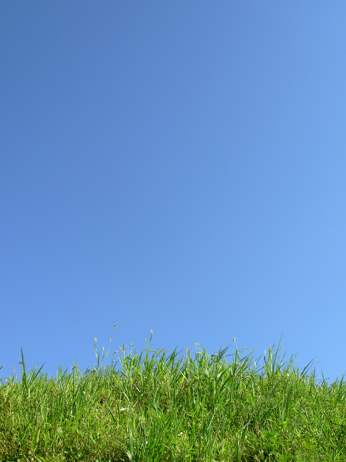 Green grass agains a clear sky photo