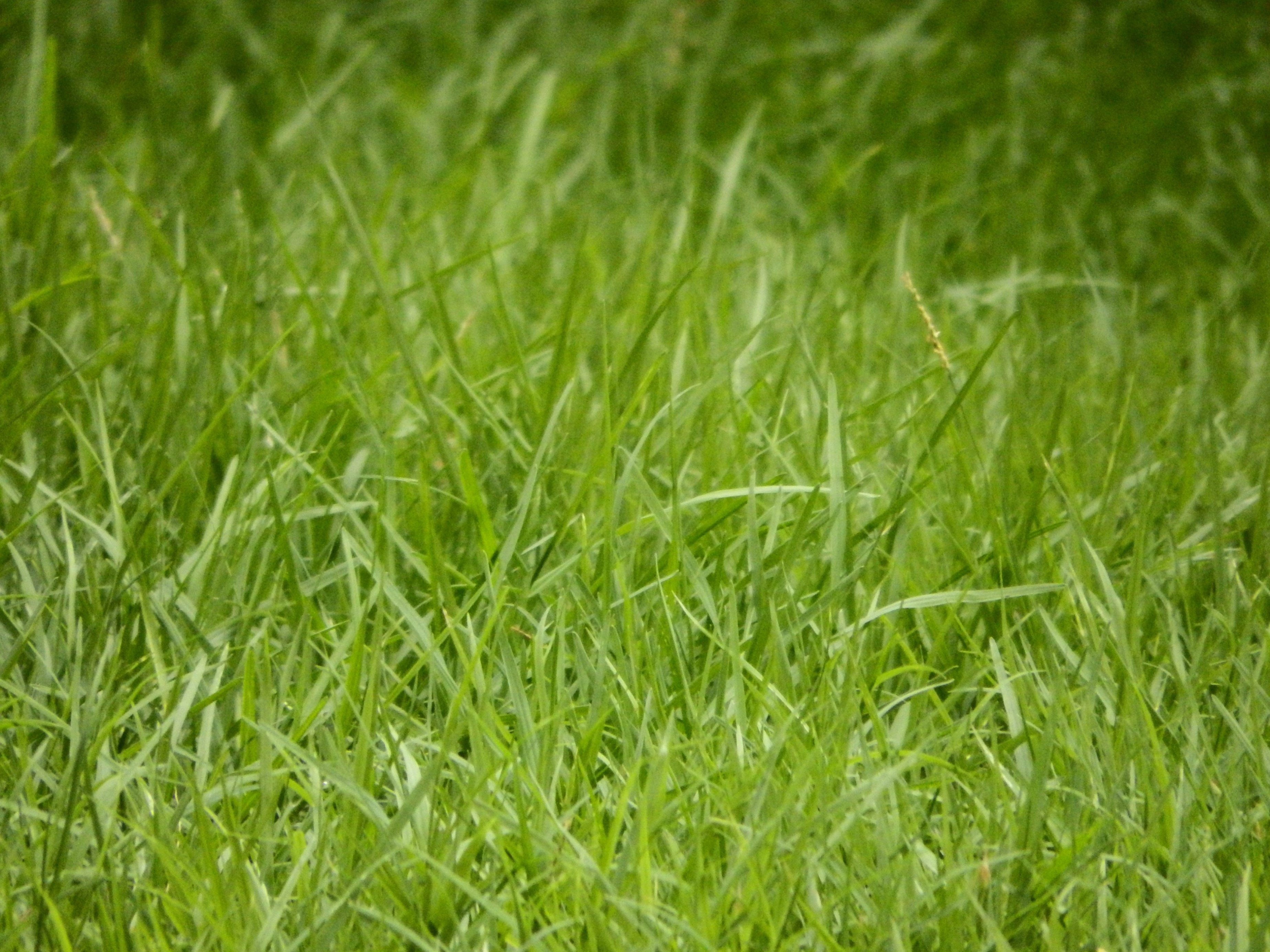 Green grass background photo