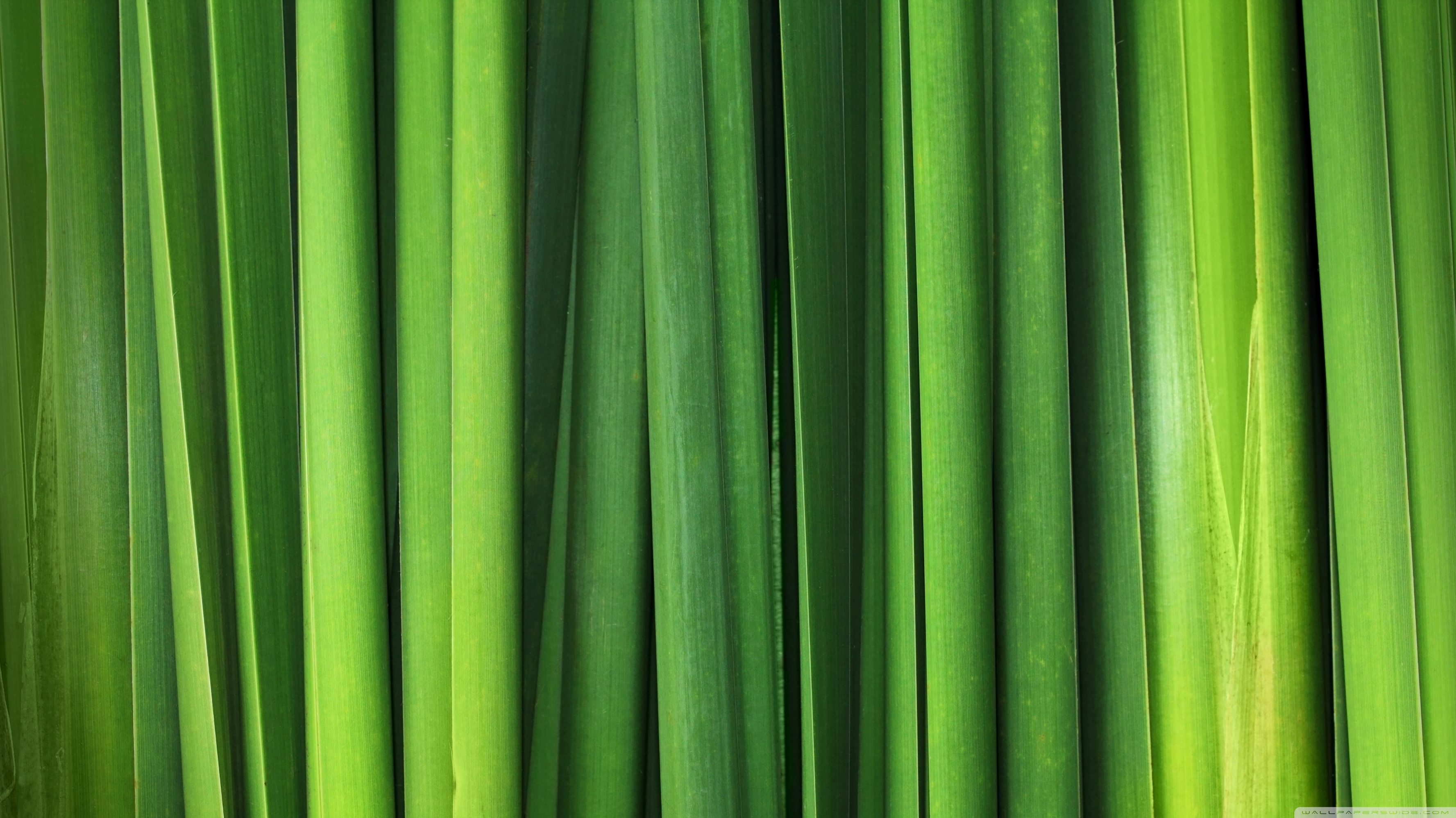 Green Grass Blades ❤ 4K HD Desktop Wallpaper for 4K Ultra HD TV ...