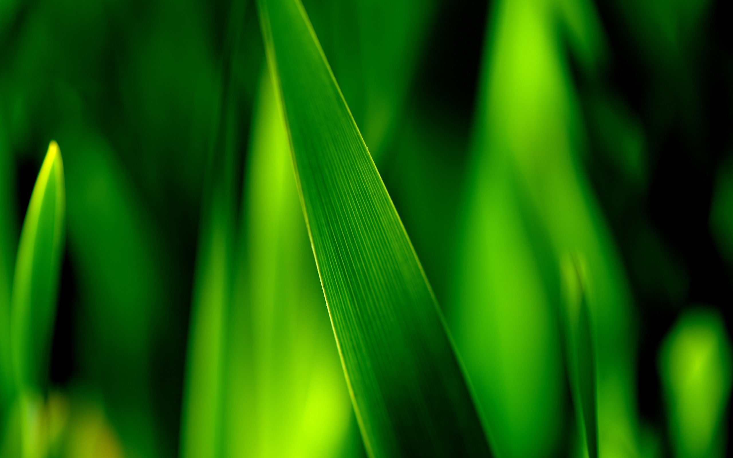 Wallpaper Close-up of green grass blades, leaves soft focus ...
