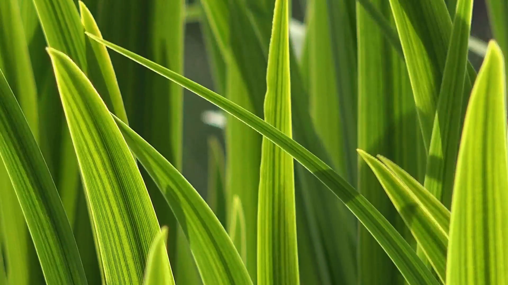 Green Grass Blades Macro Close up, Sunlight shines Through Stock ...