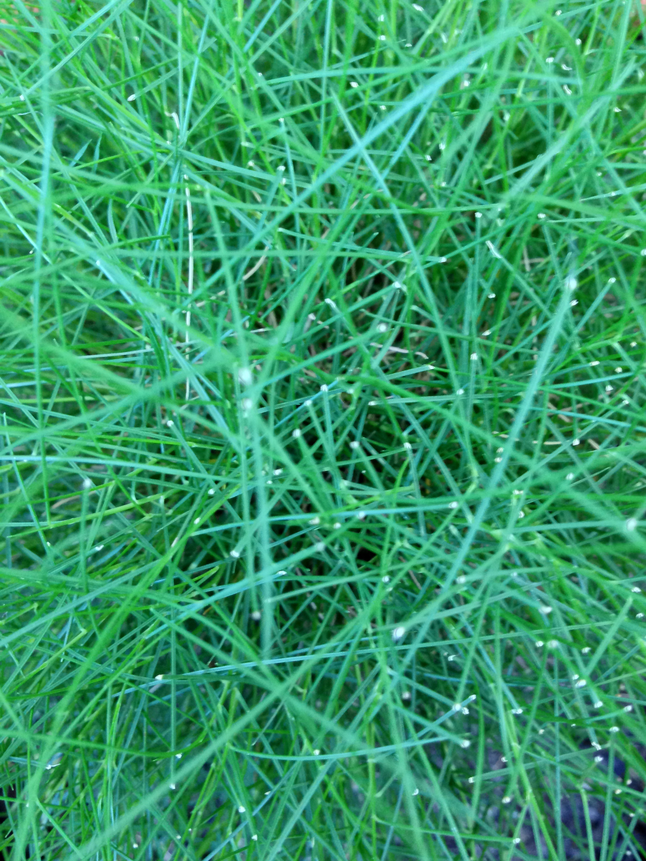 Green grass blades top down photo