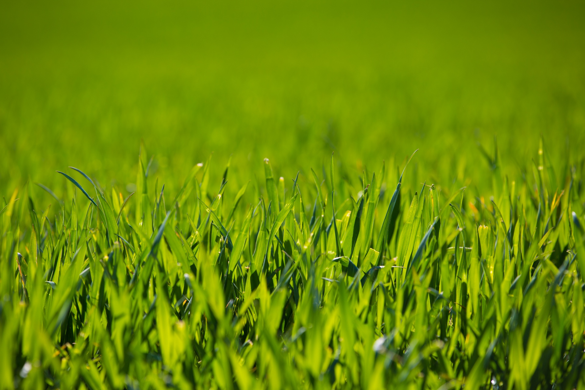 Green grass field photo