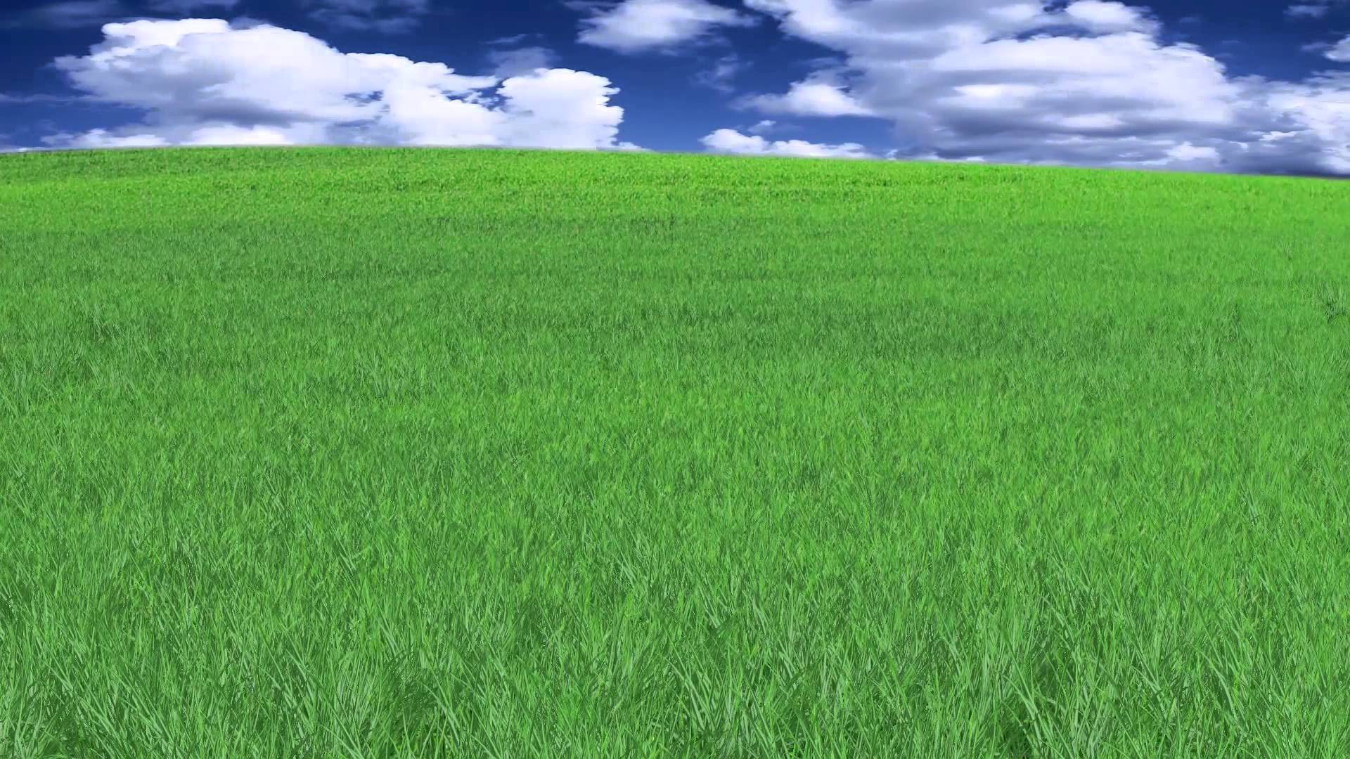 Natural Beautiful Grass Animation - YouTube