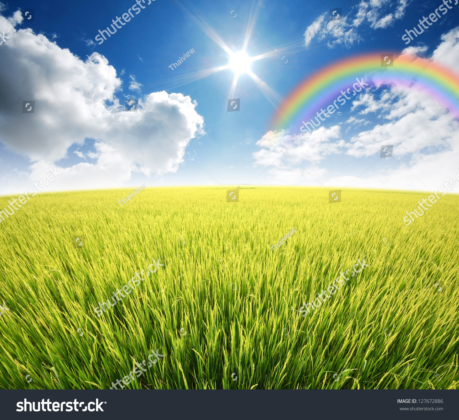 Green Grass Rice Field Blue Sky Stock Photo (Royalty Free) 127672886 ...