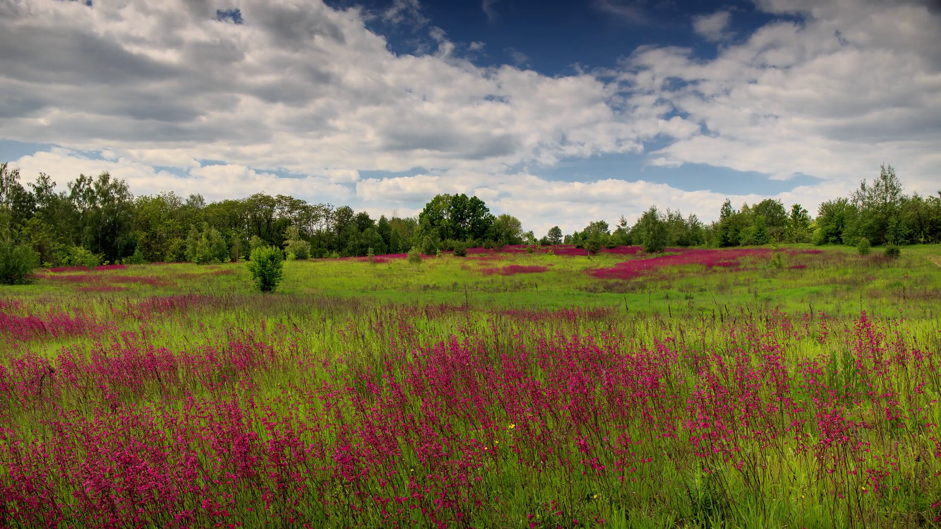 Field of red flowers. Timelapse. Flowers of Ivan-tea on a background ...