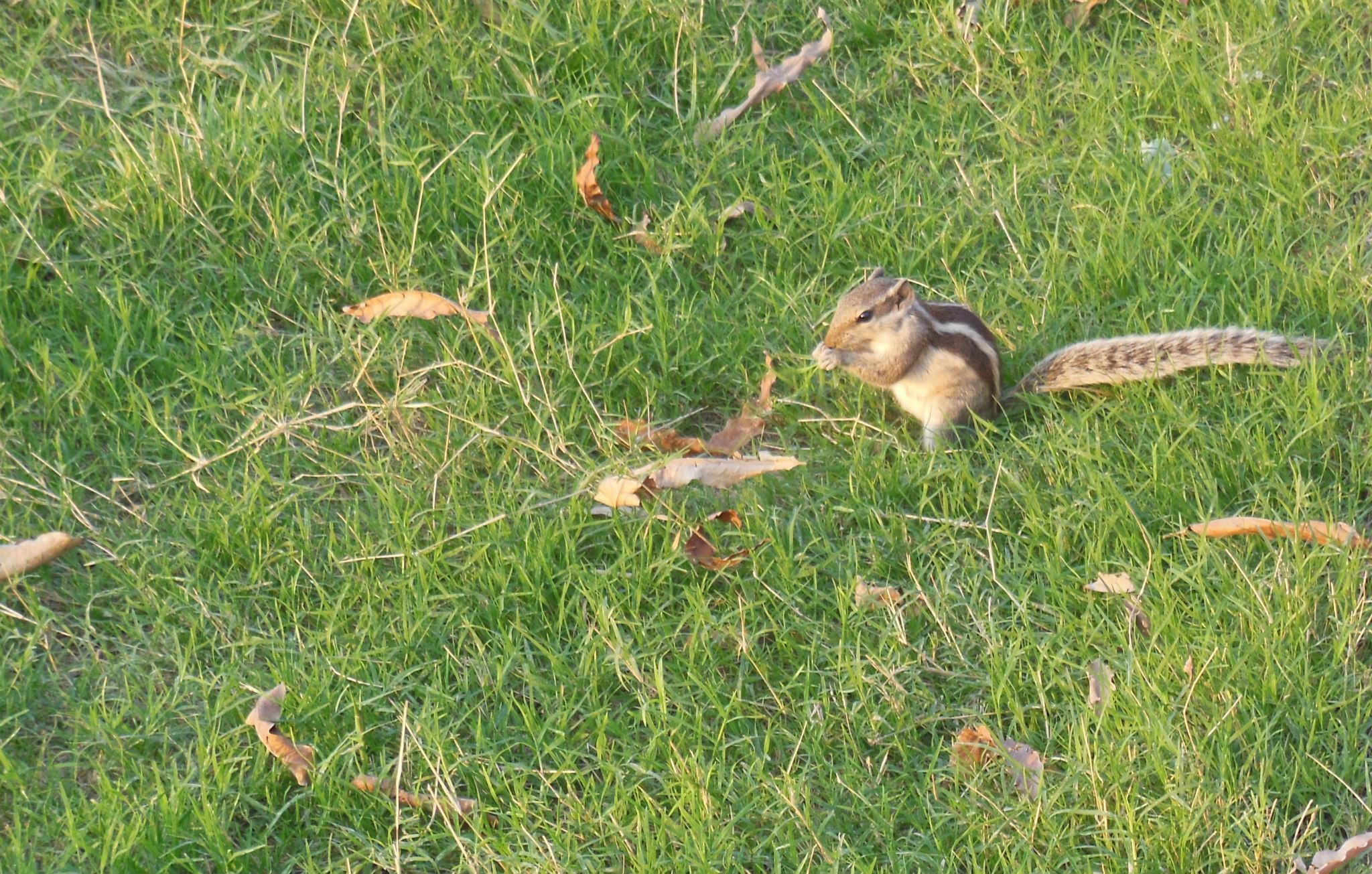 File:Chipmunk at grass field.jpg - Wikimedia Commons
