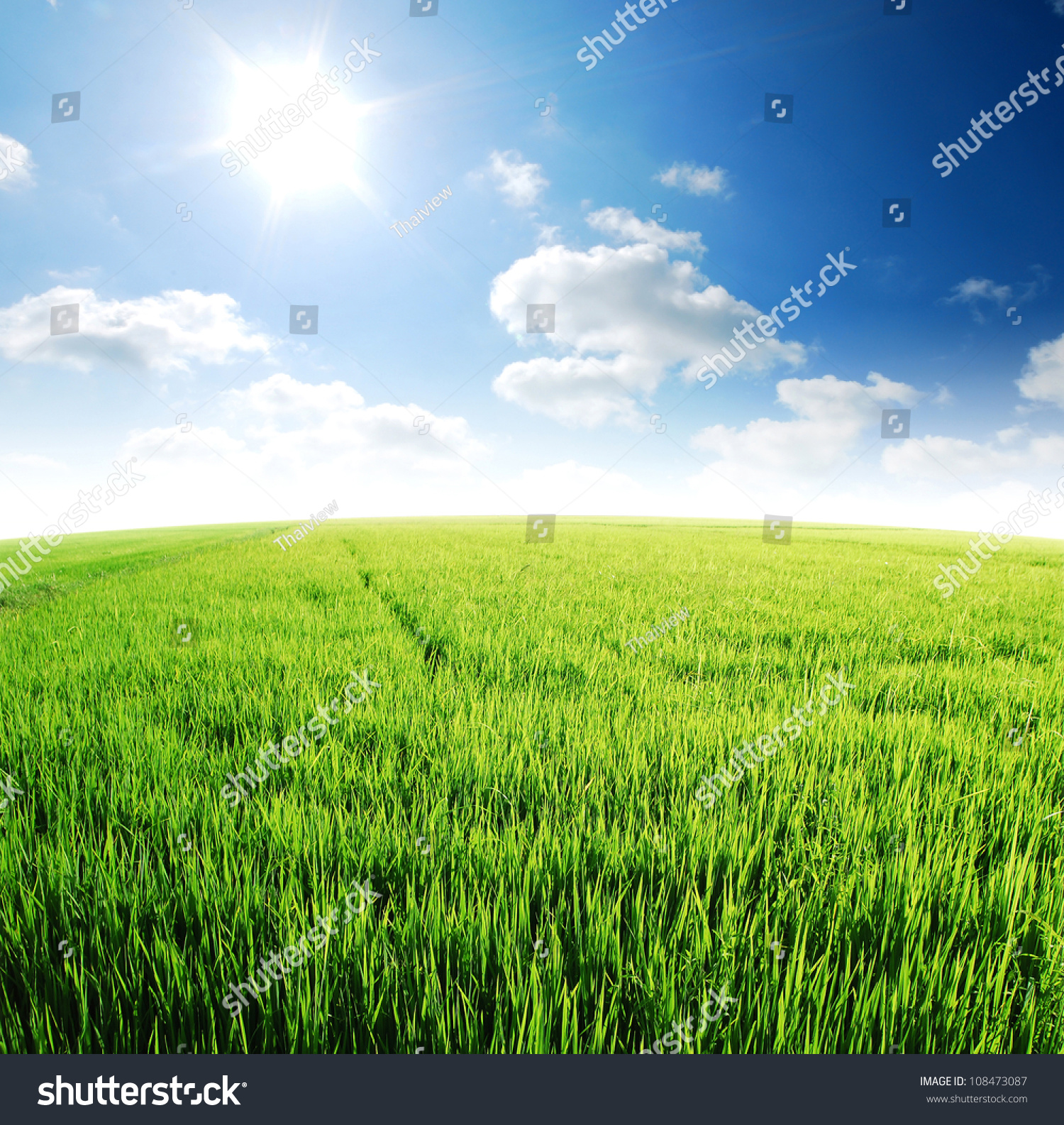 Rice Field Green Grass Blue Sky Stock Photo (Download Now) 108473087 ...