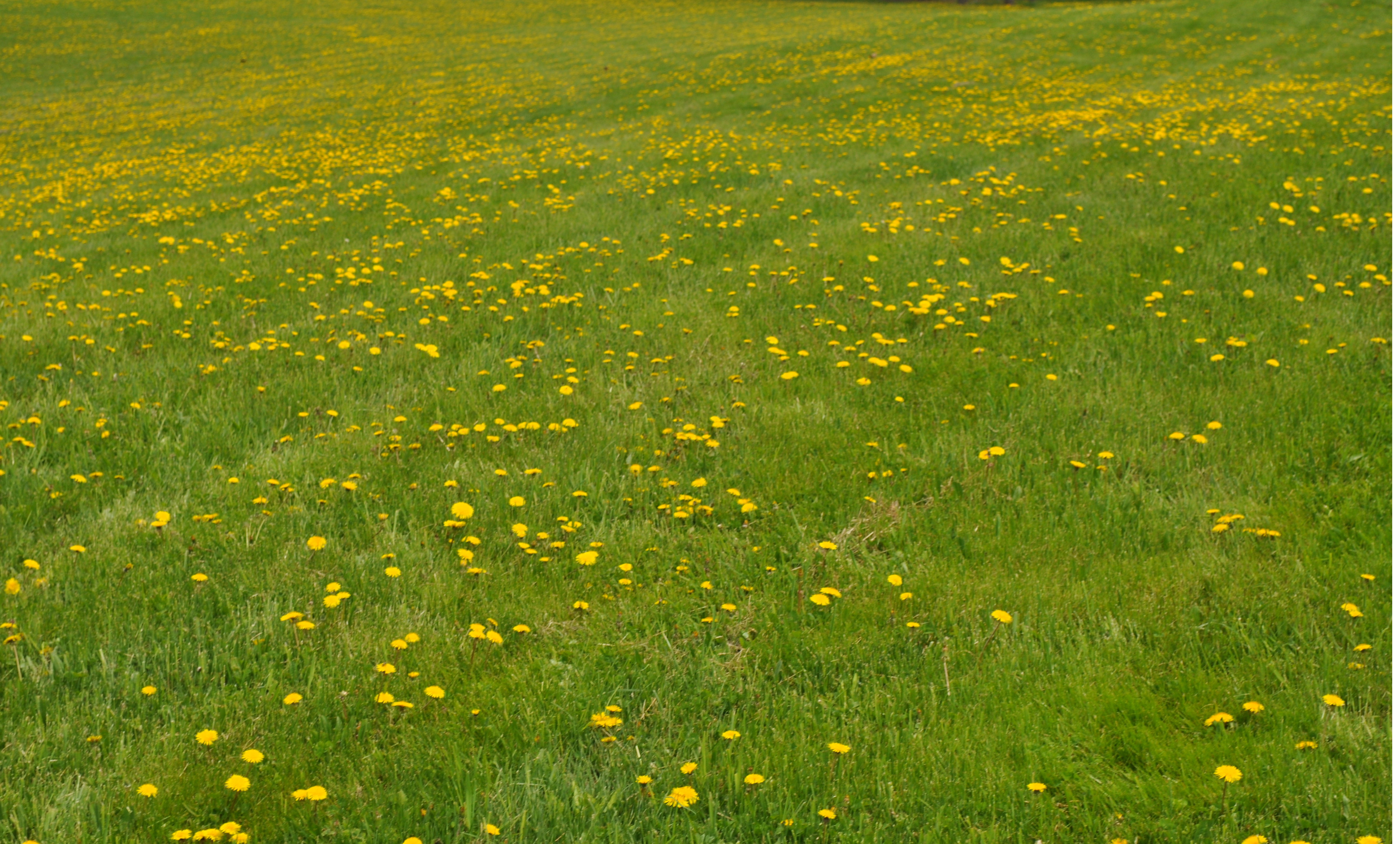 Fields of Grace (and dandelions) | An Unfinished Symphony