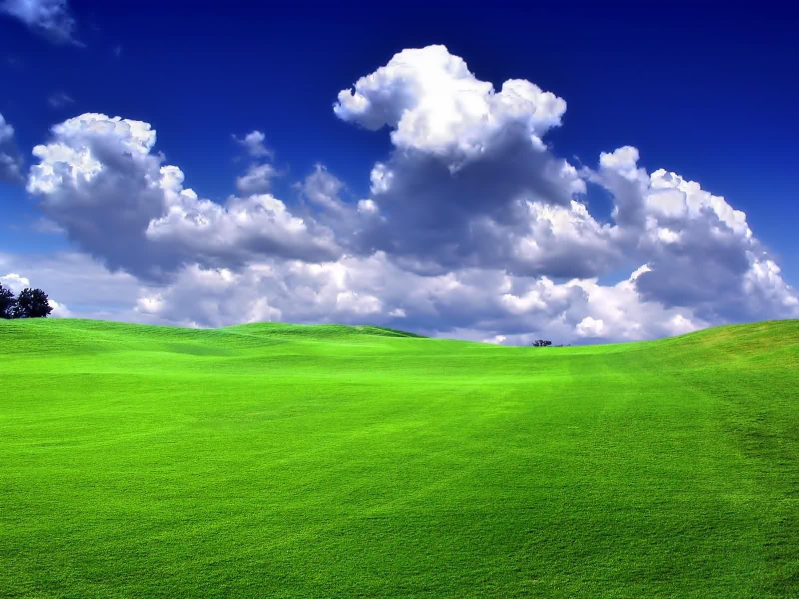 I miss the soft, green grass in Illinois...I love it! | LOVE IT ...
