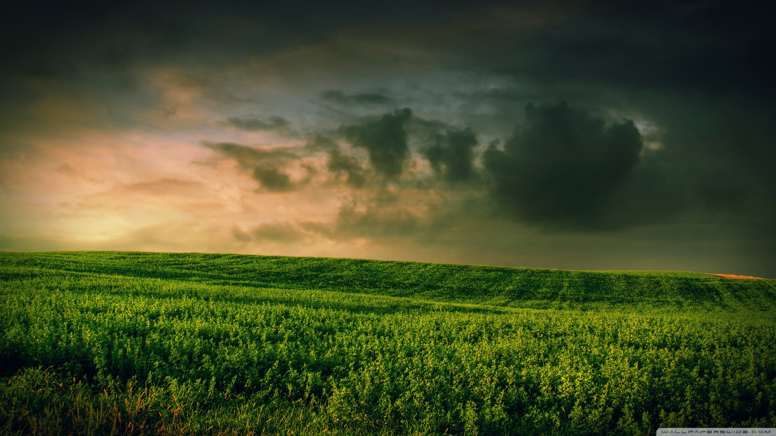 Beautiful Green Grass Field ❤ 4K HD Desktop Wallpaper for 4K Ultra ...