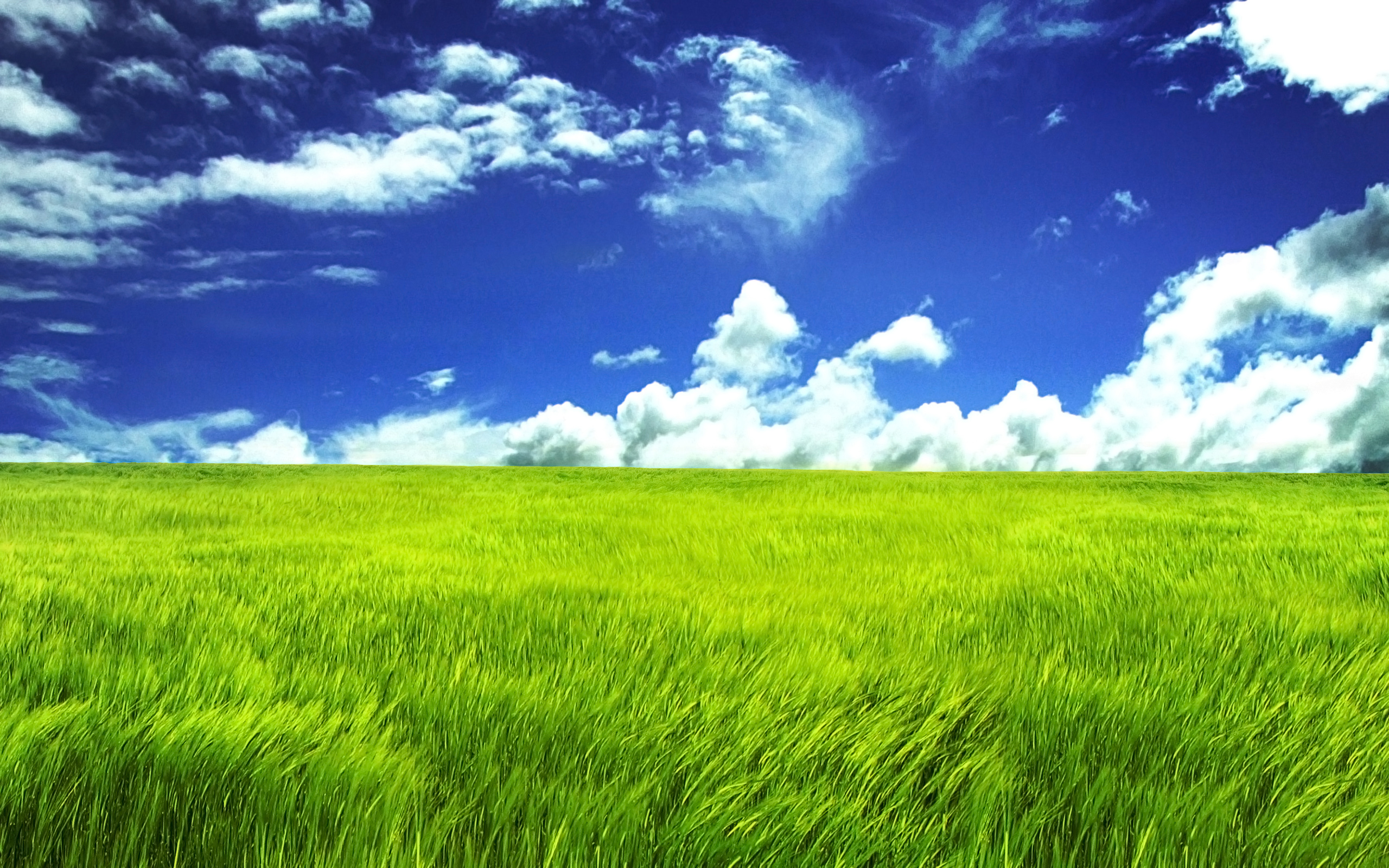 Grass Background 18876 2560x1600 px ~ HDWallSource.com