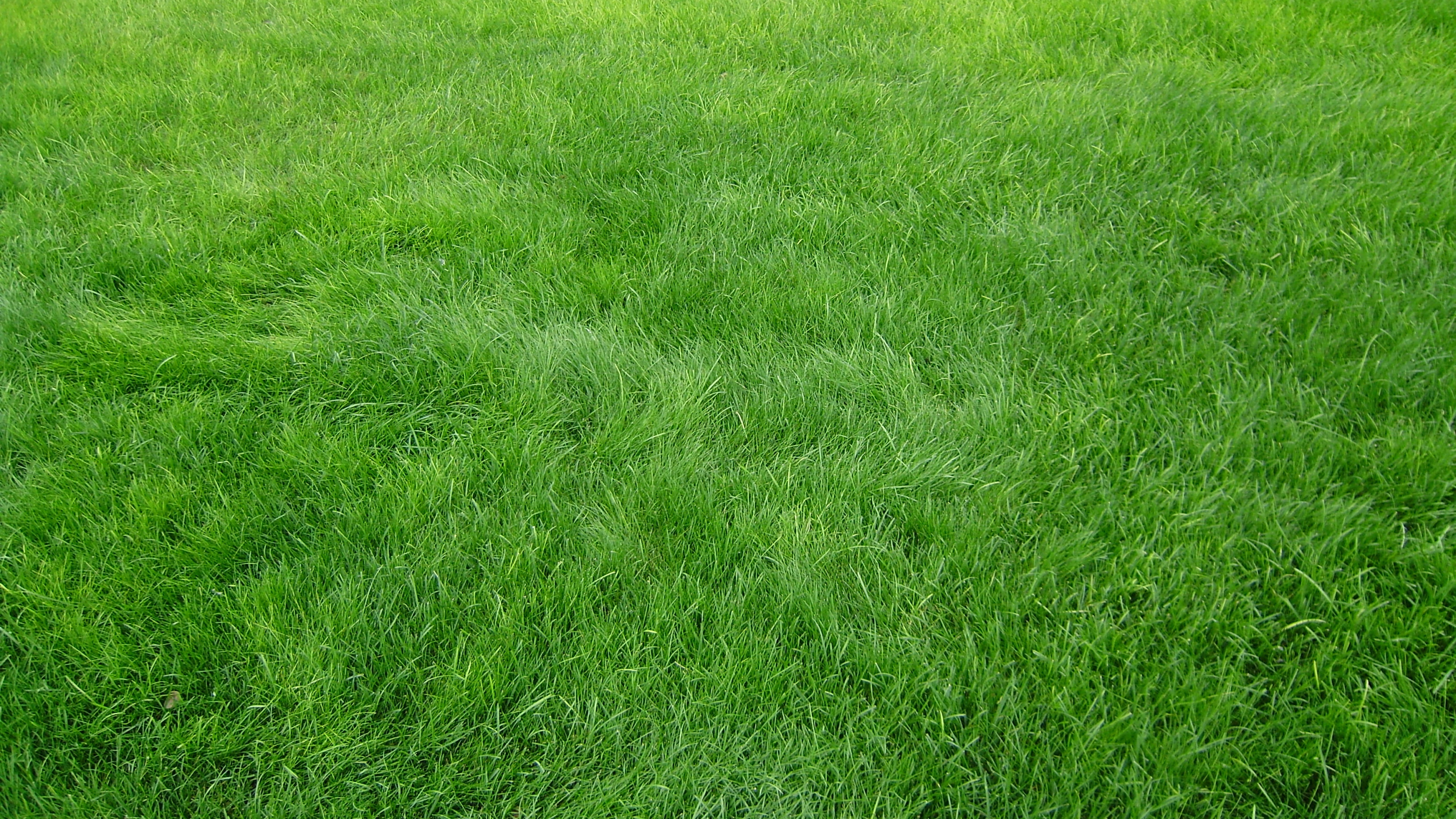 HD Background Green Grass Field Grain Wallpaper | WallpapersByte