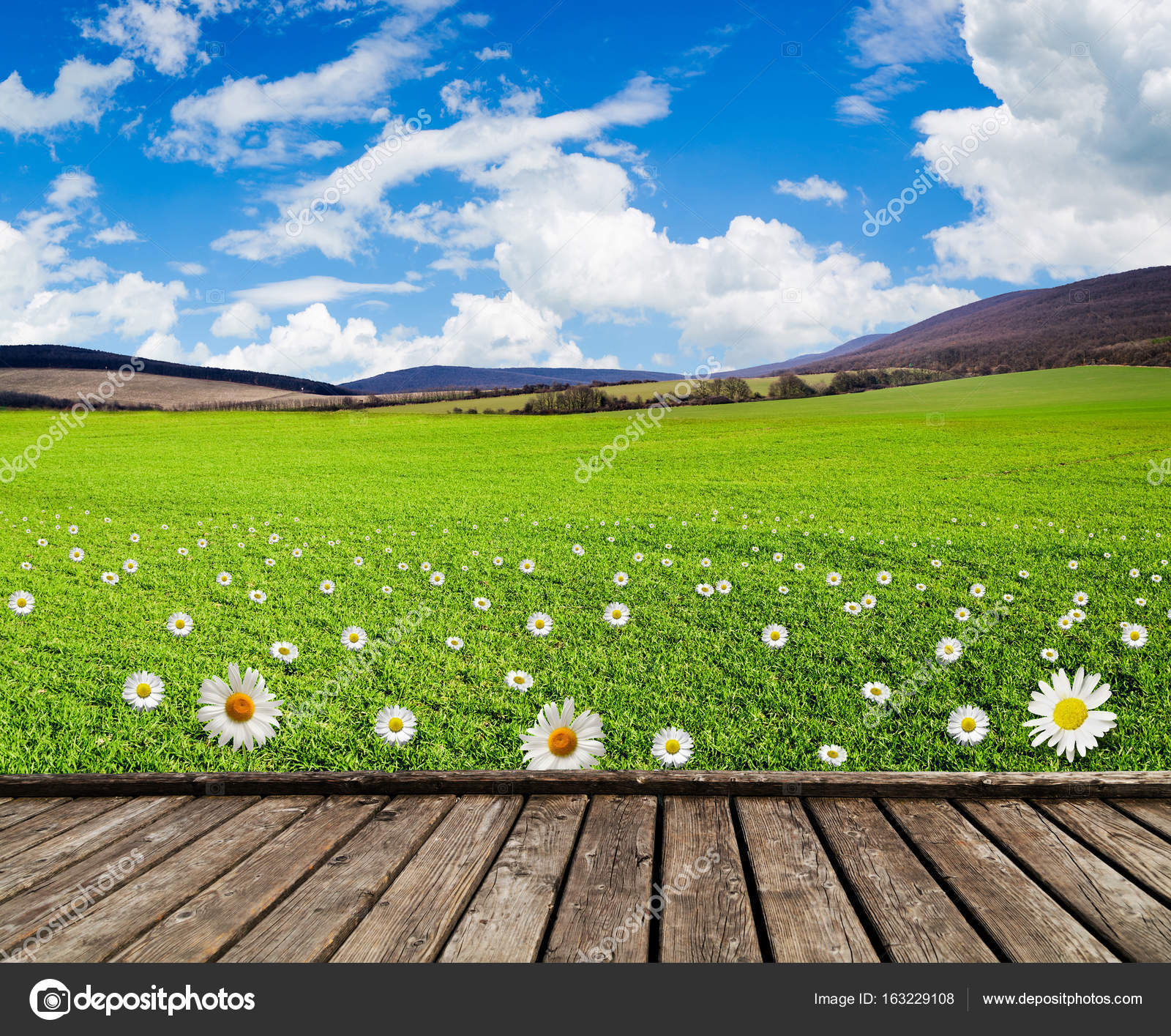 meadow with green grass and field flowers — Stock Photo © klagyivik ...