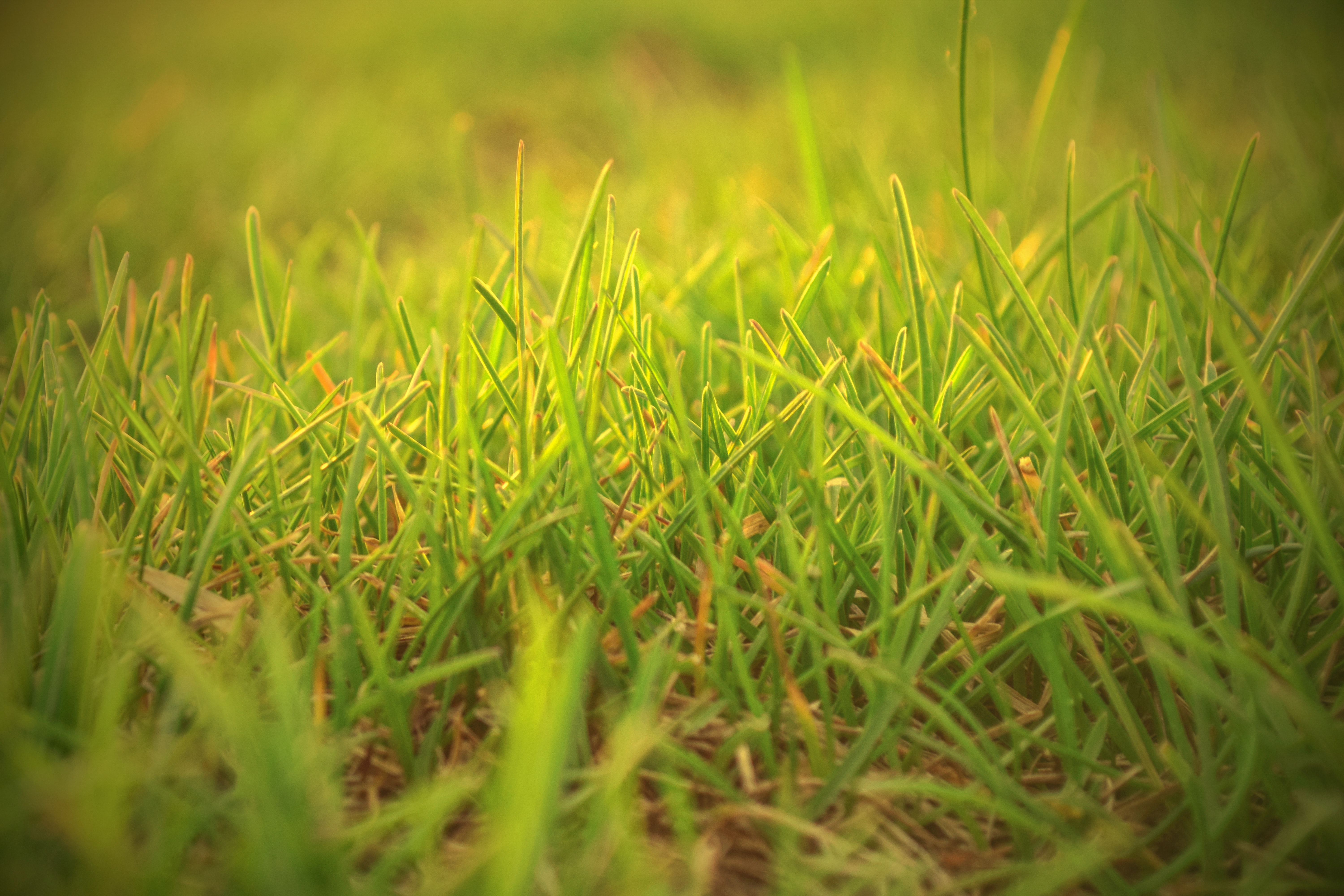 Green Grass Field, Depth of field, Field, Grass, Lawn, HQ Photo