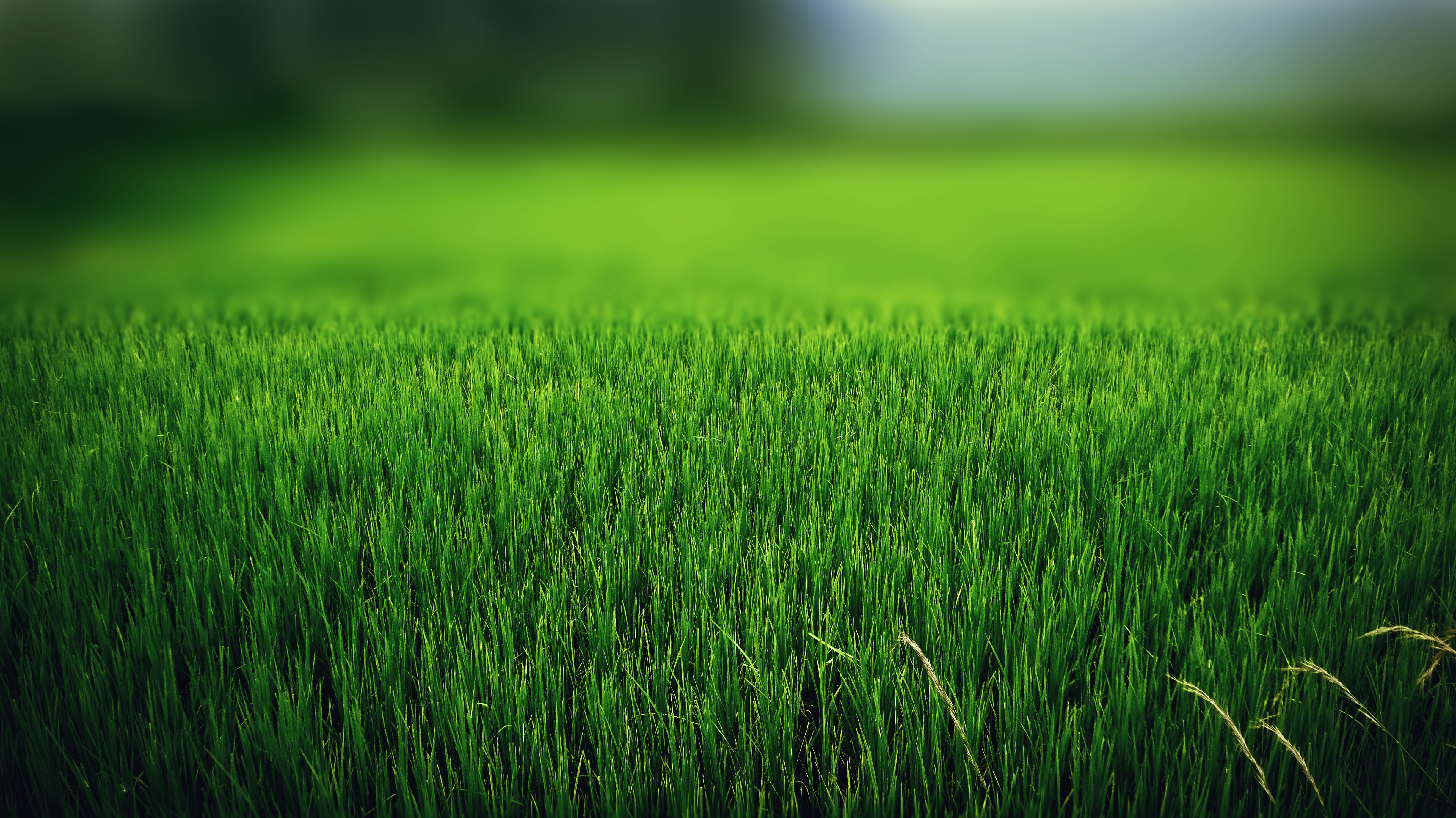 Green grass field photo