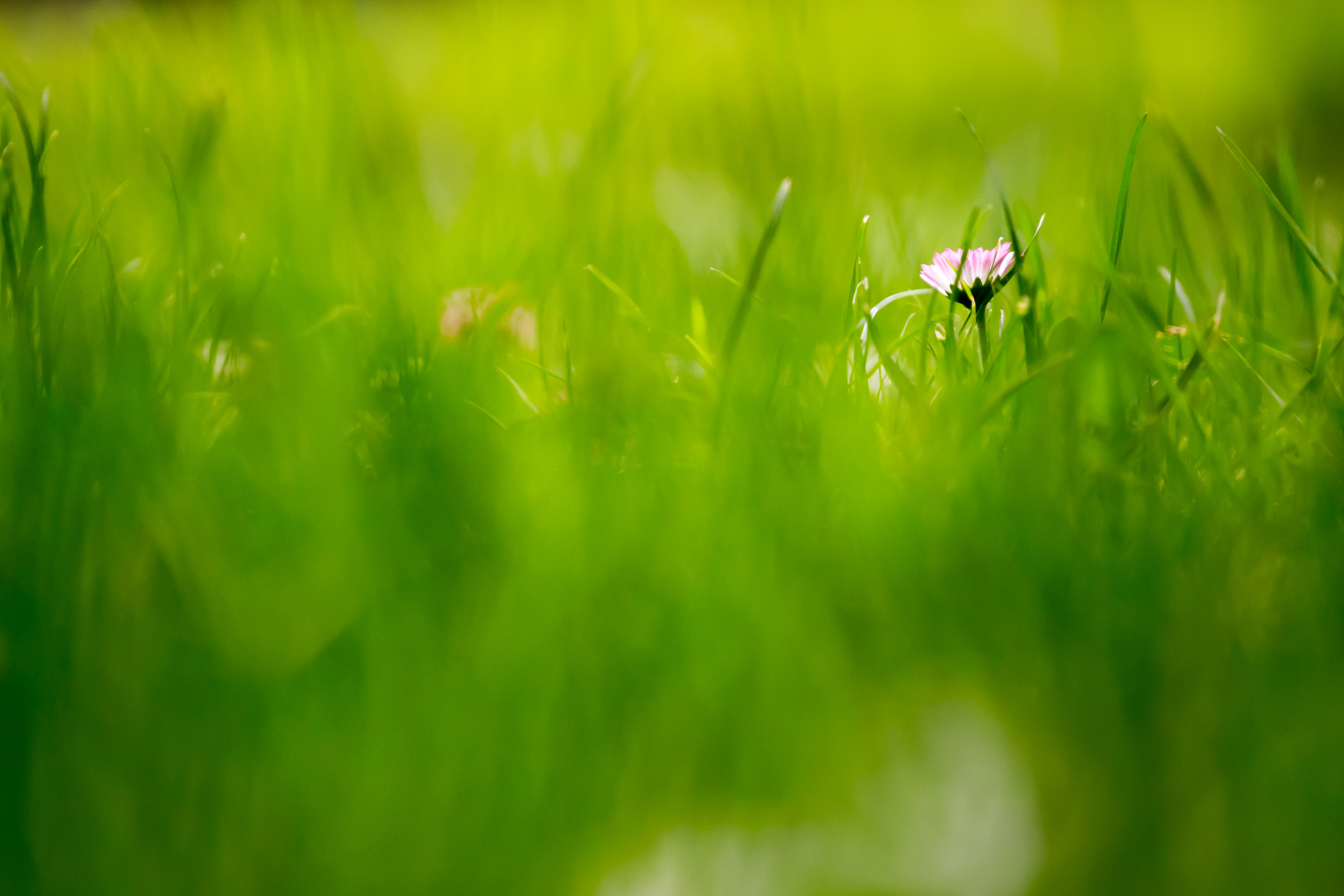 12 Beautiful Green Grass Field HD Wallpapers