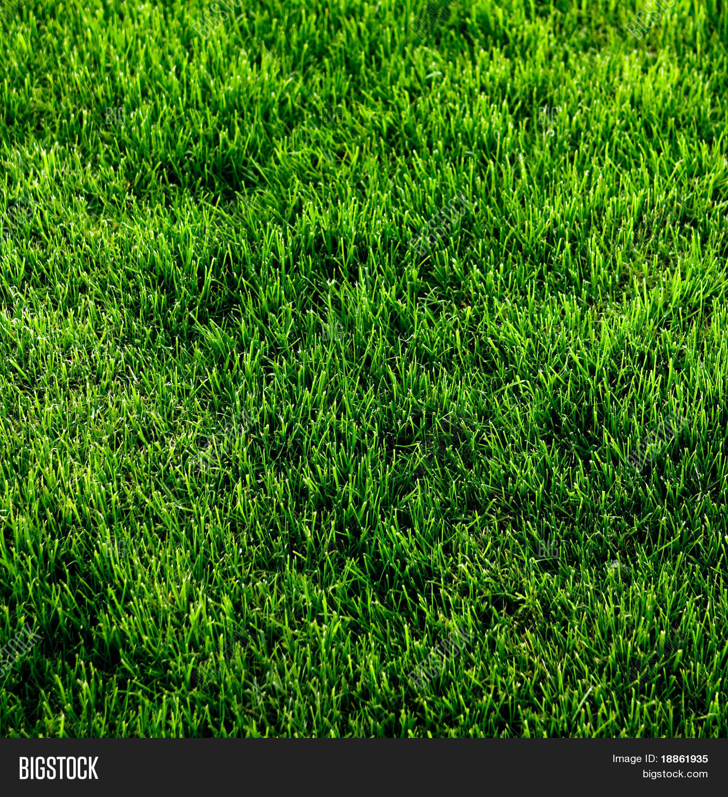 Green Grass Texture Soccer Field Image & Photo | Bigstock