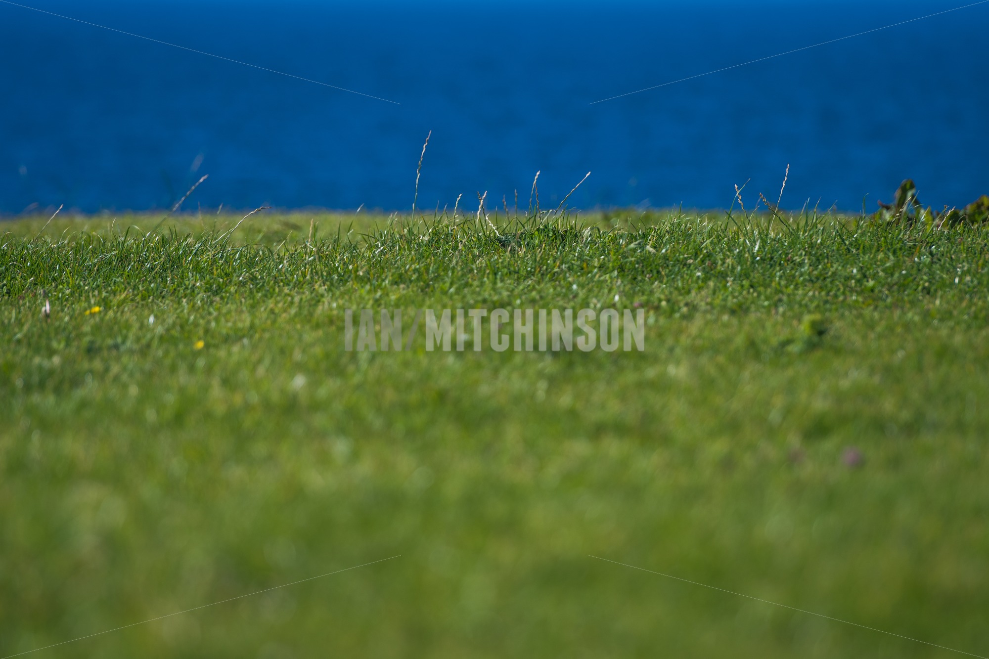 Green grass and blue ocean in the background. Shallow depth of field ...