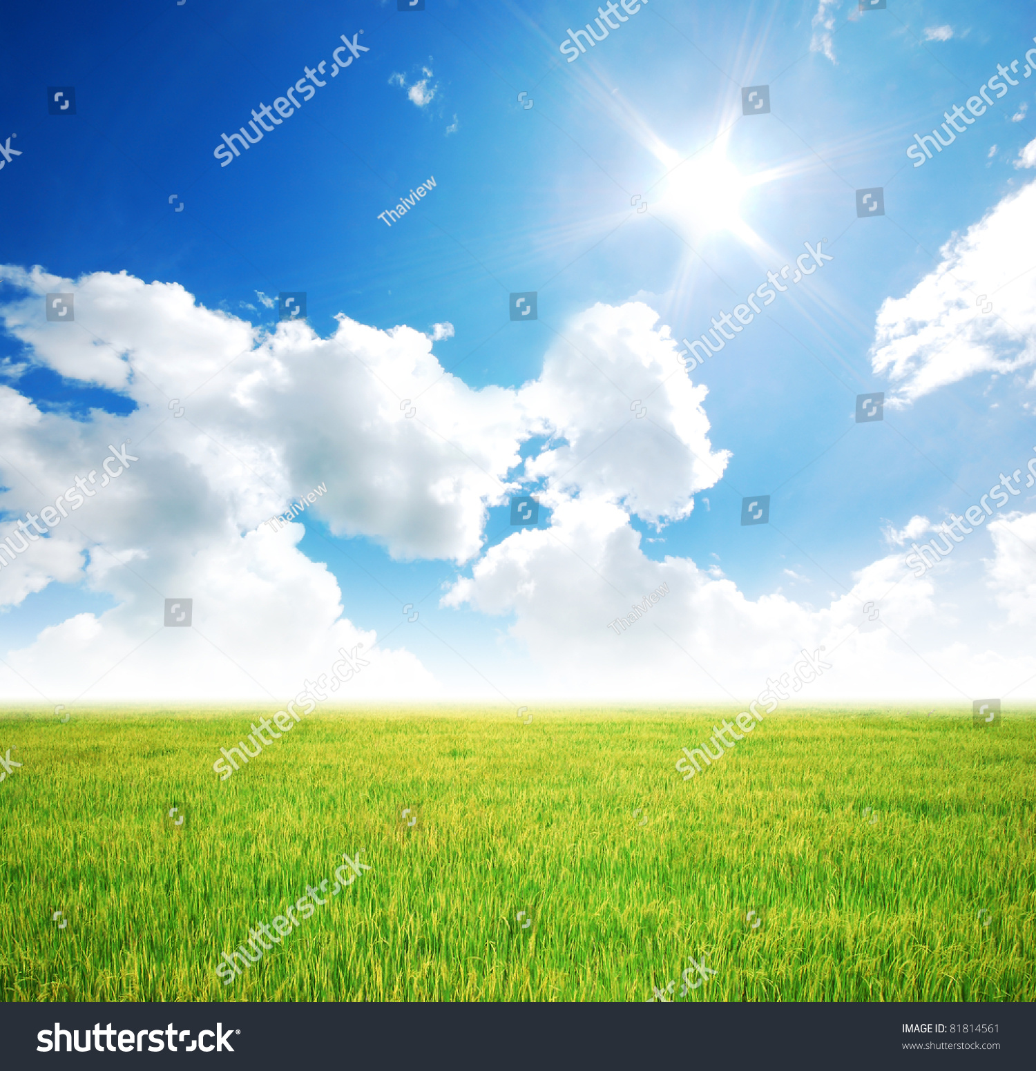 Rice Field Green Grass Blue Sky Stock Photo 81814561 - Shutterstock