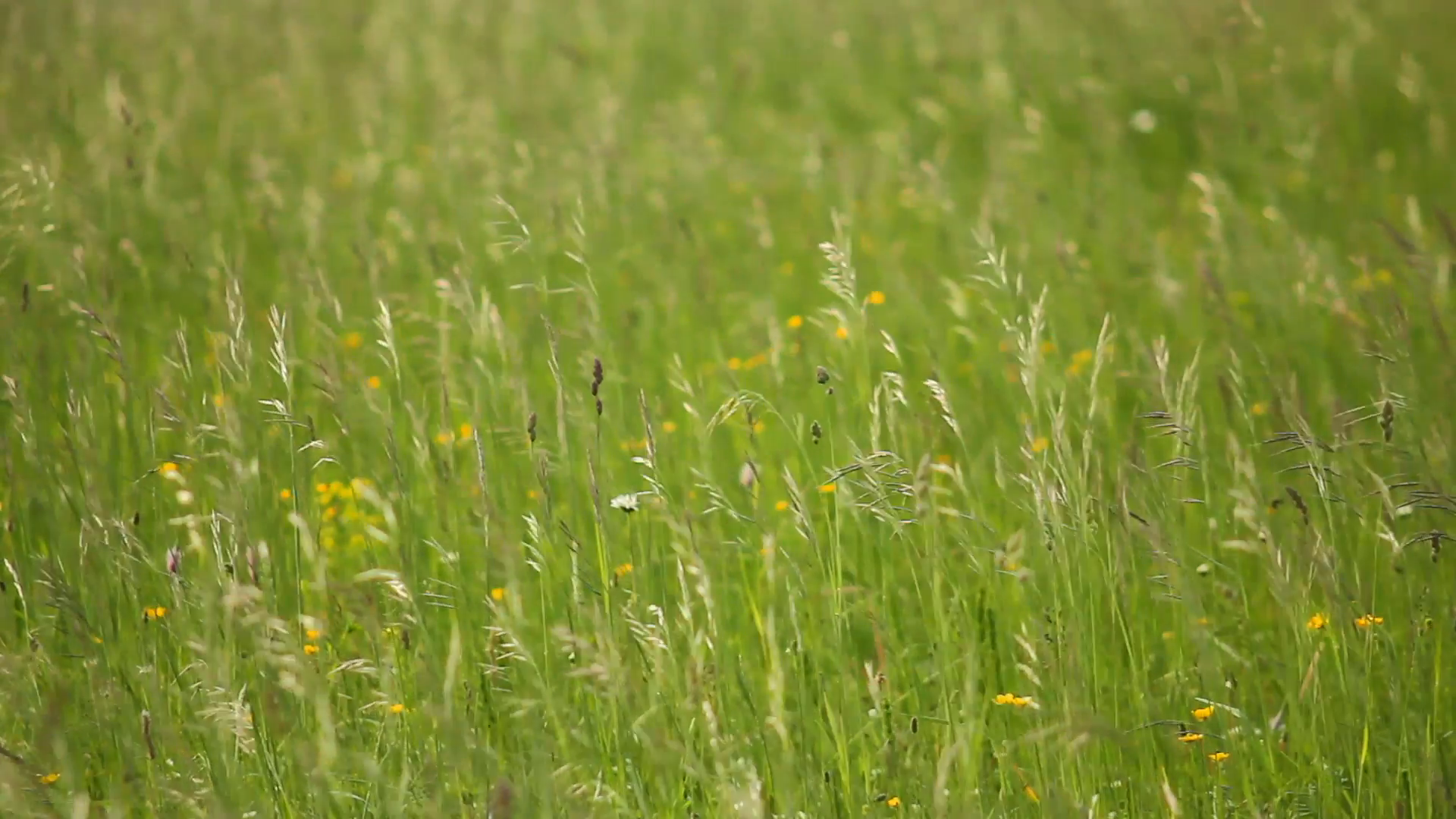 Green grass crop field Stock Video Footage - Videoblocks