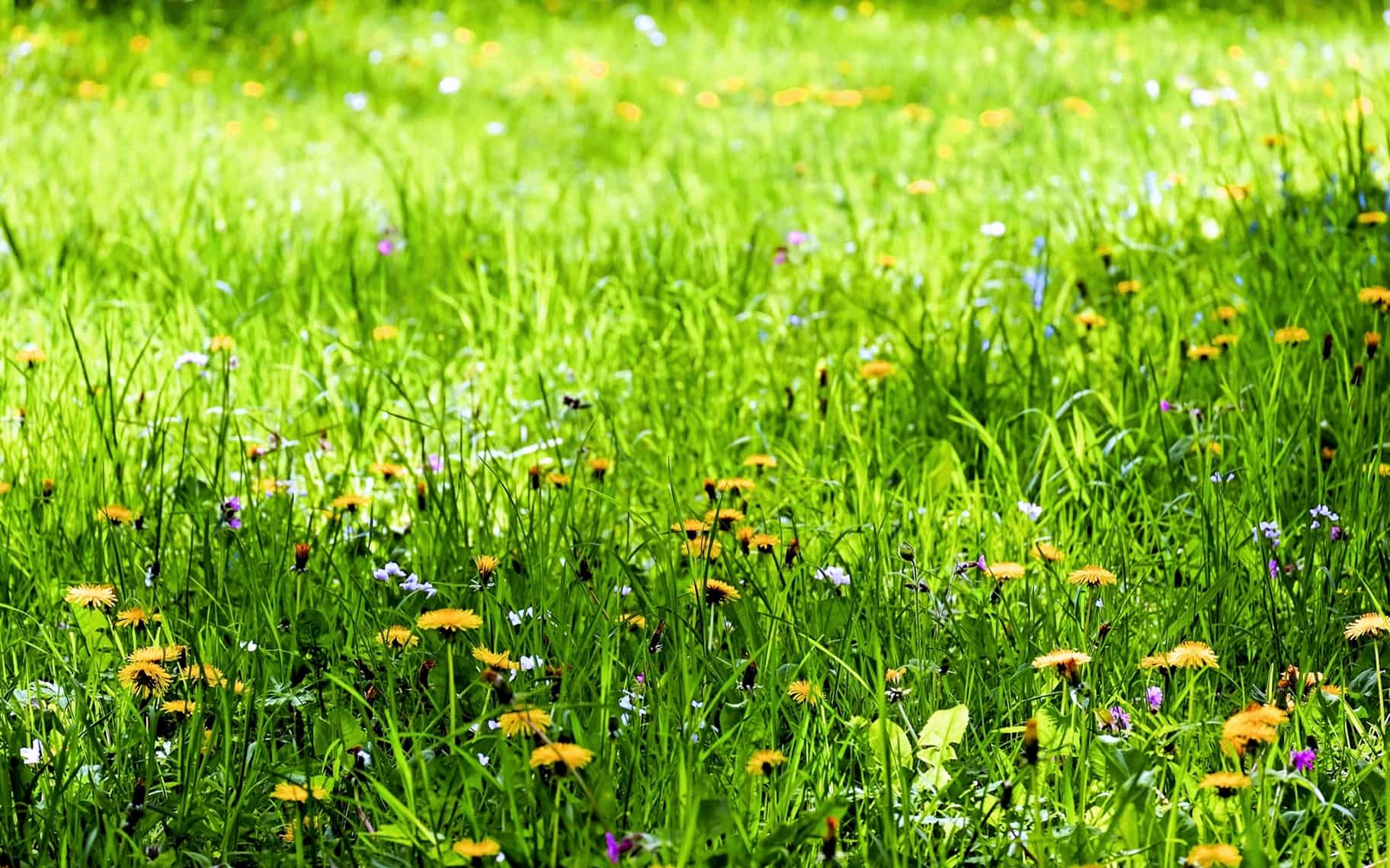 Free picture: flower, flora, lawn, meadow, nature, summer, field ...