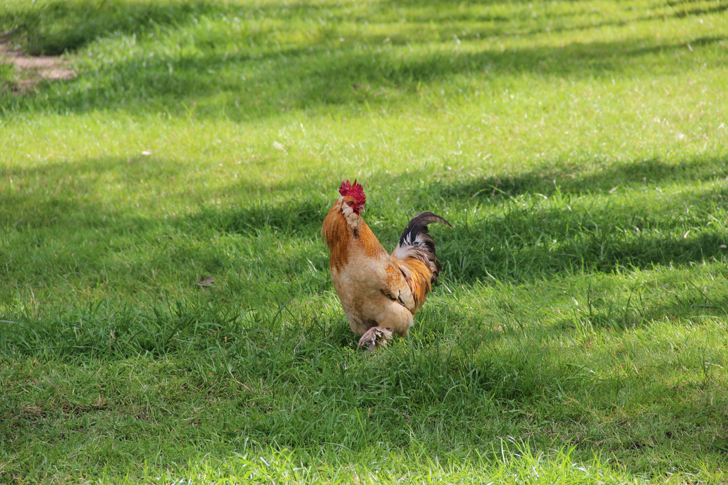 Free Stock Photo of Rooster in Grass Field