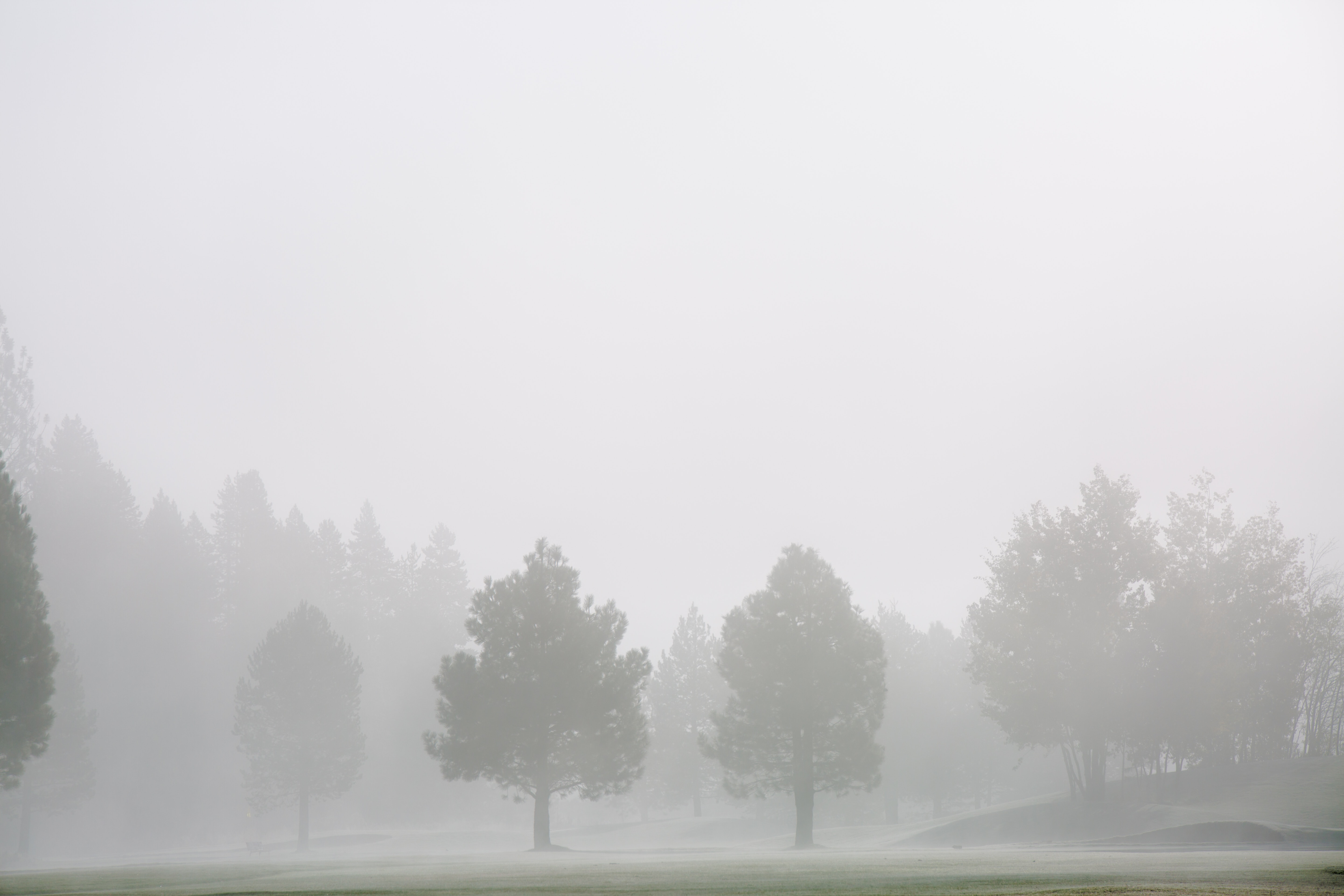 Green grass field with trees and fog photo