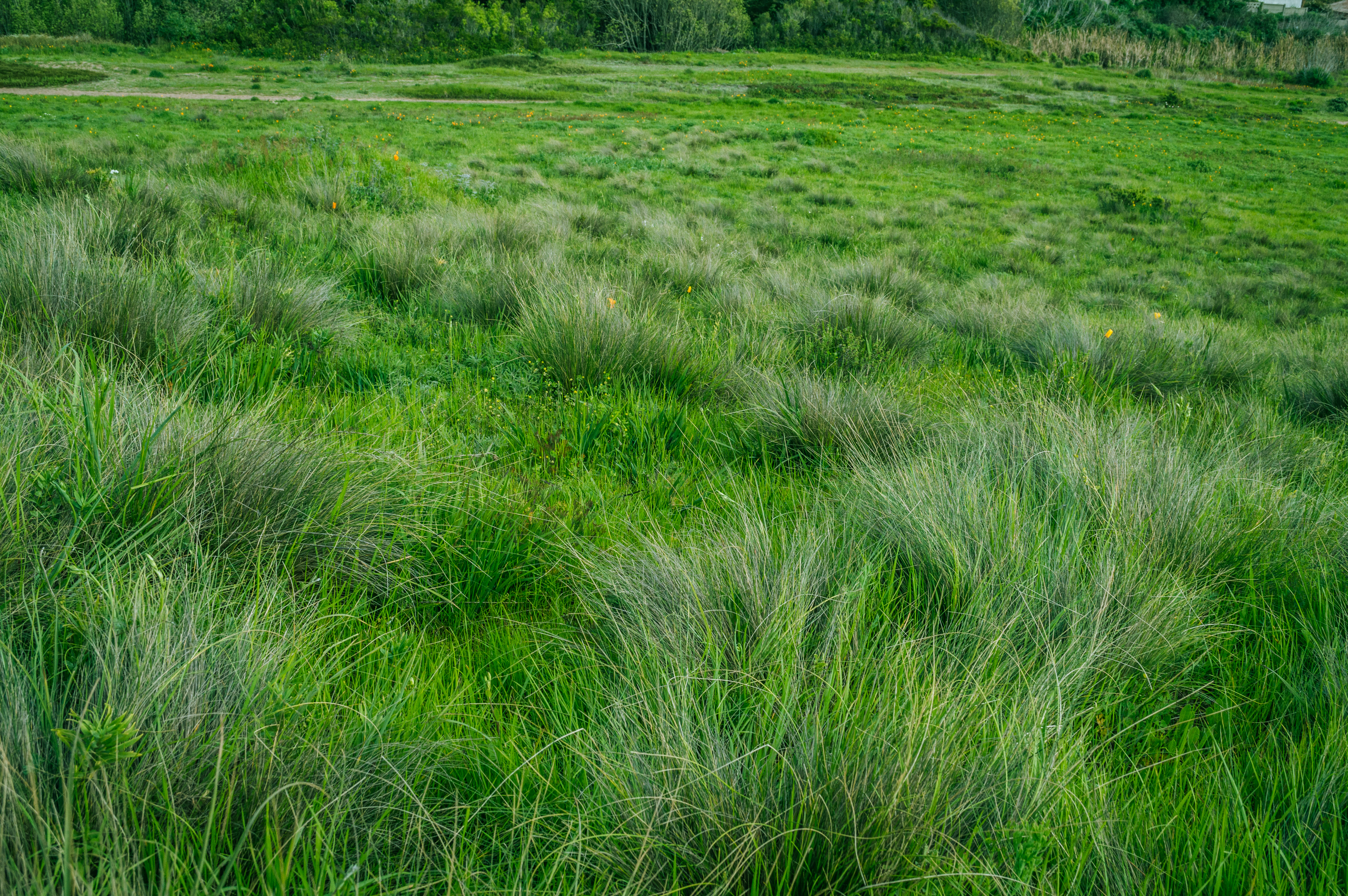 Green grass in field photo