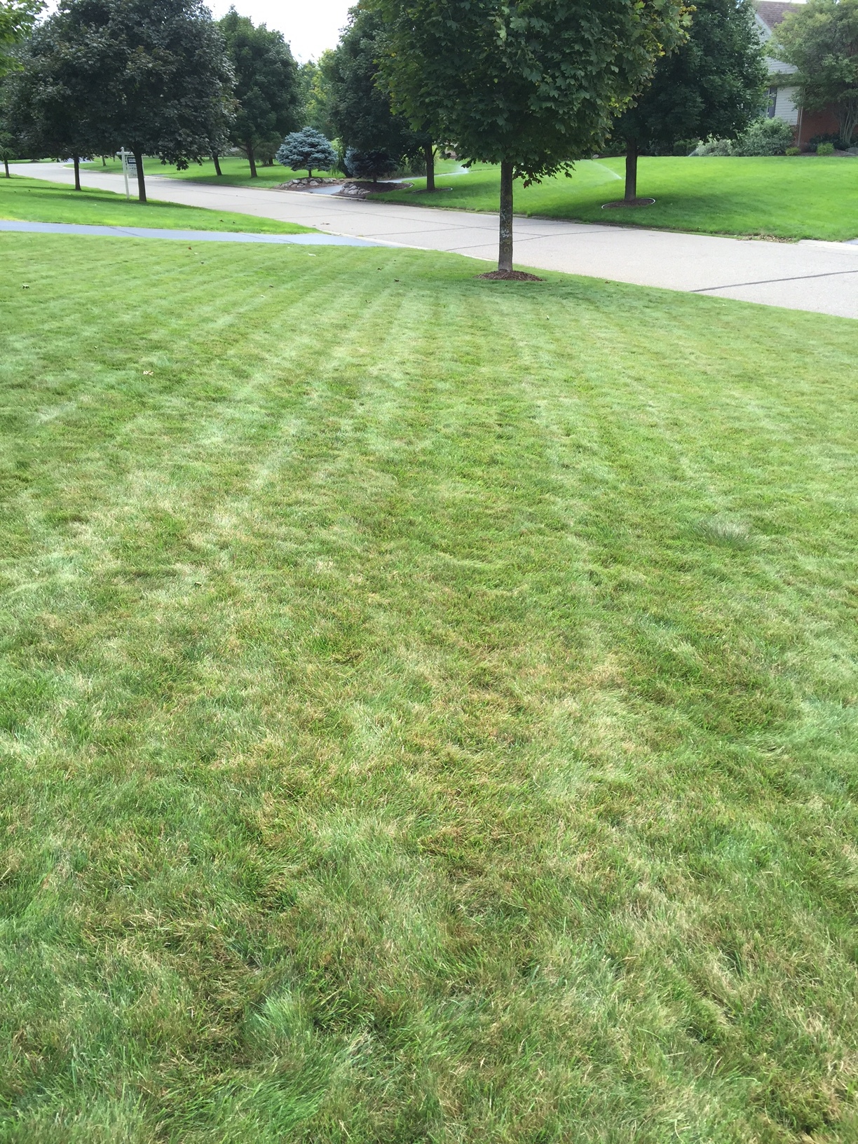 How to get rid of the brown dead grass mixed with green? - Ask an Expert