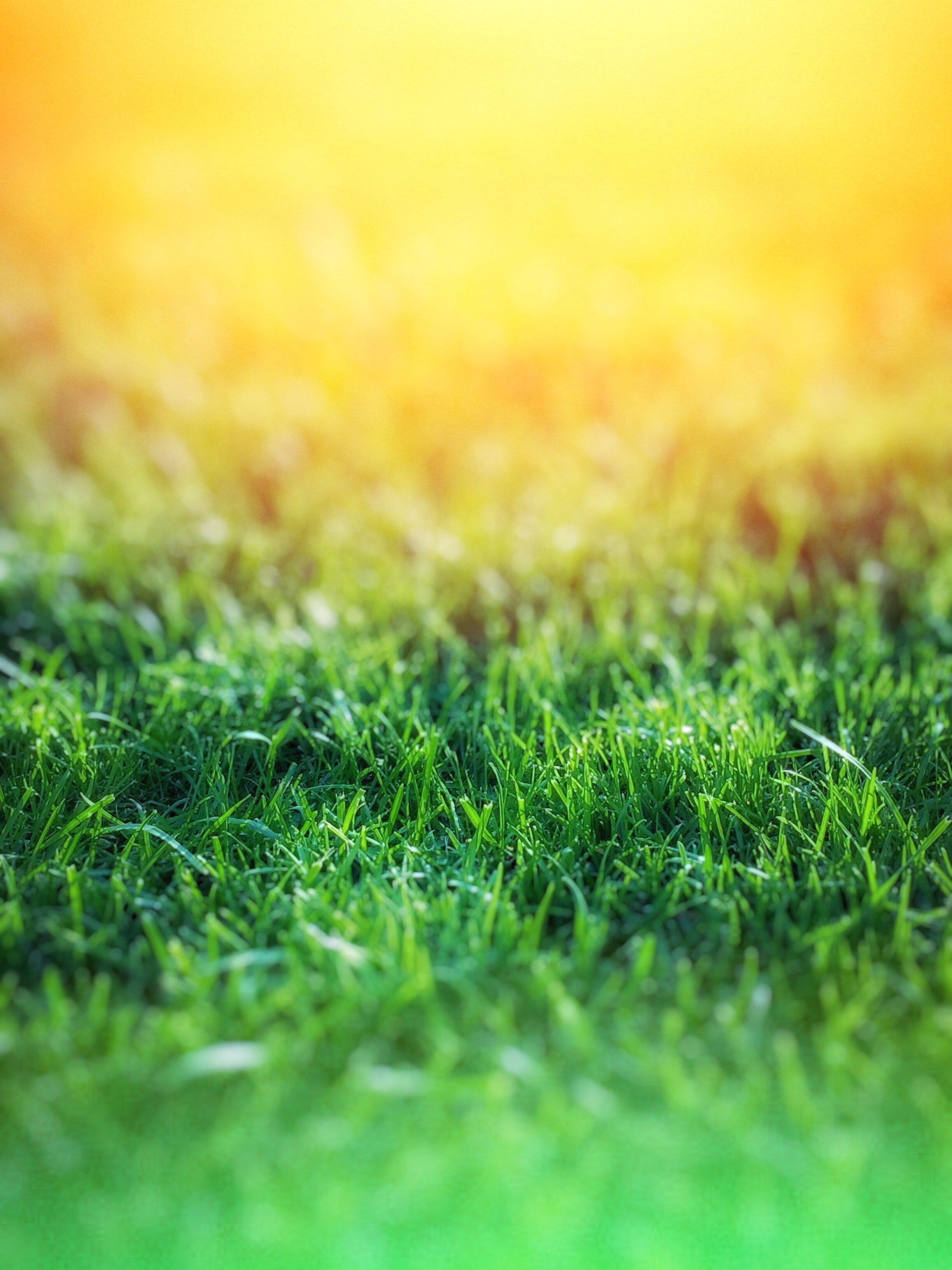 Green grass over yellow background photo