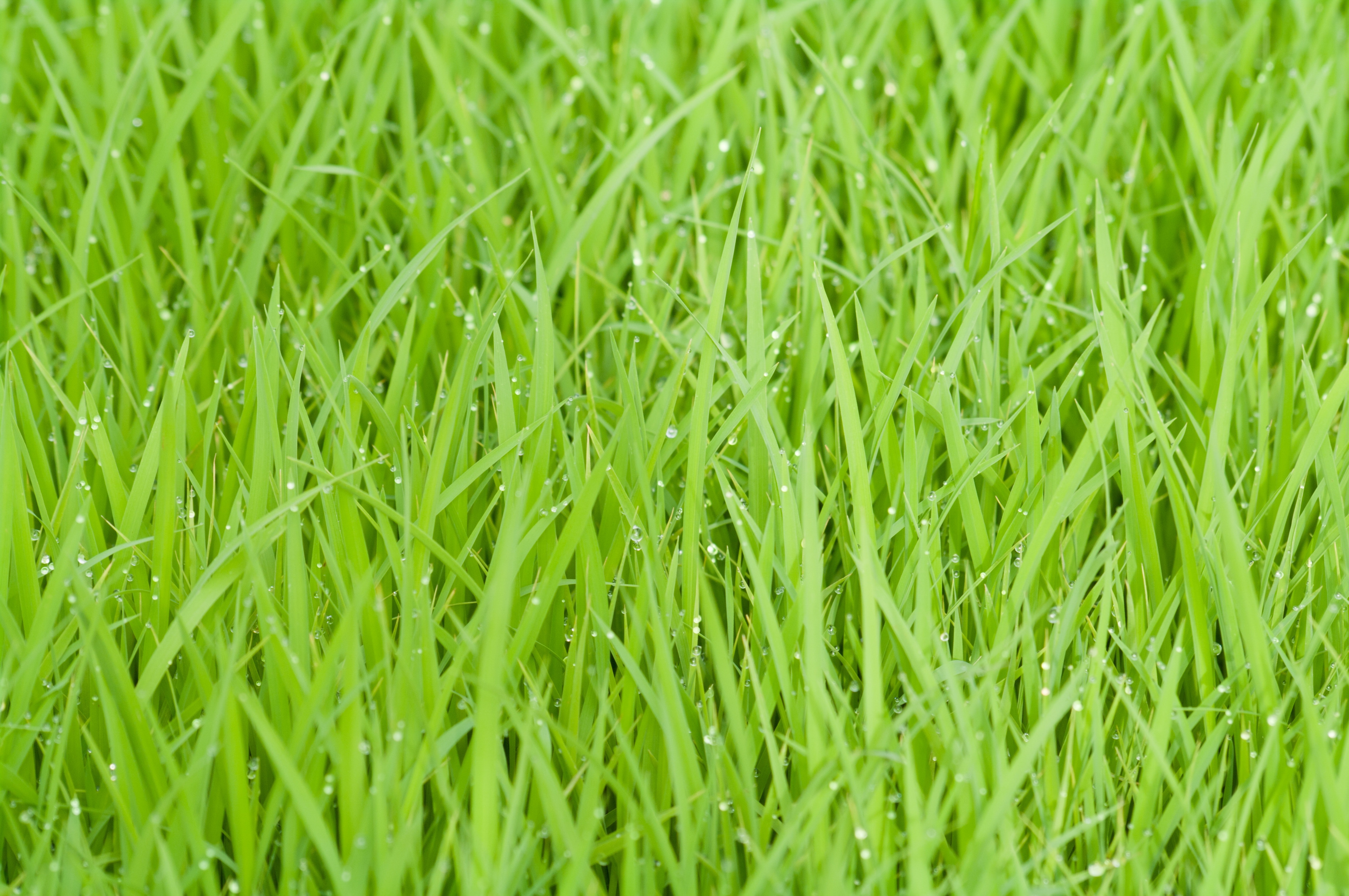 Green grass with water droplets photo