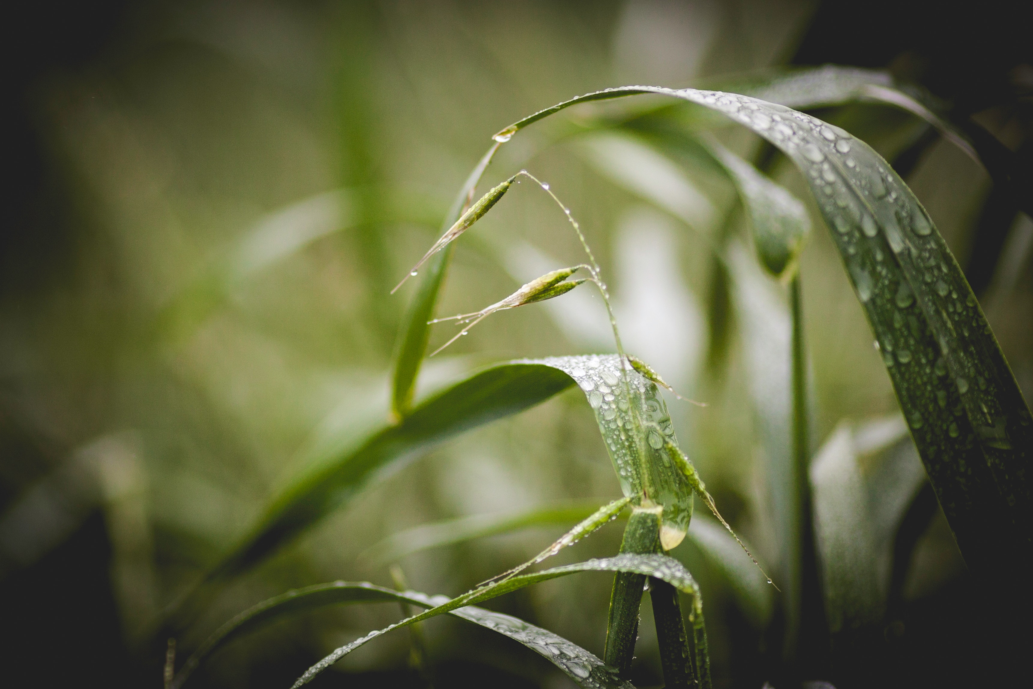 Green Grass With Water Droplets, Close-up, Depth of field, Dew, Grass, HQ Photo