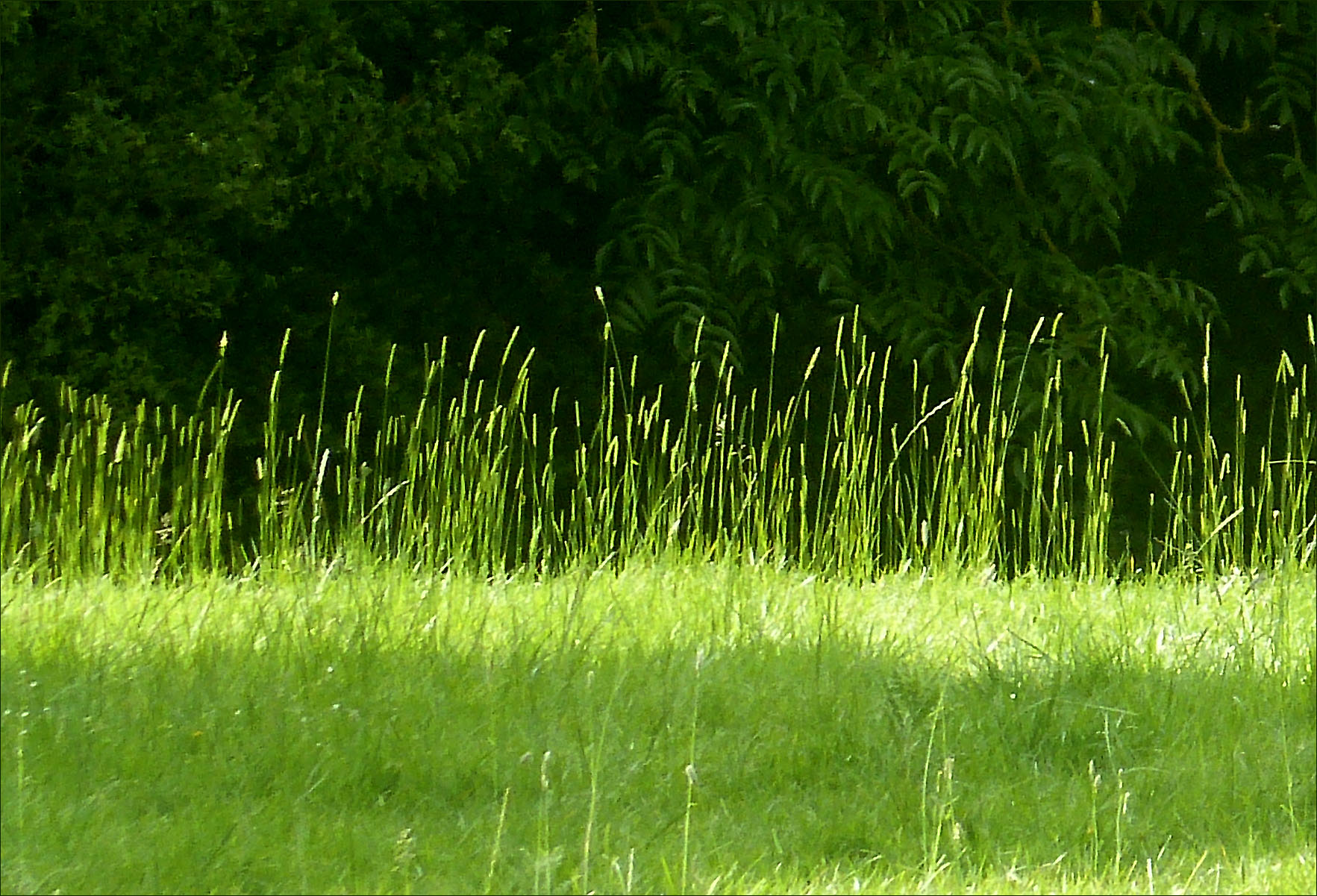 grasses in sunlight | Louis' Page