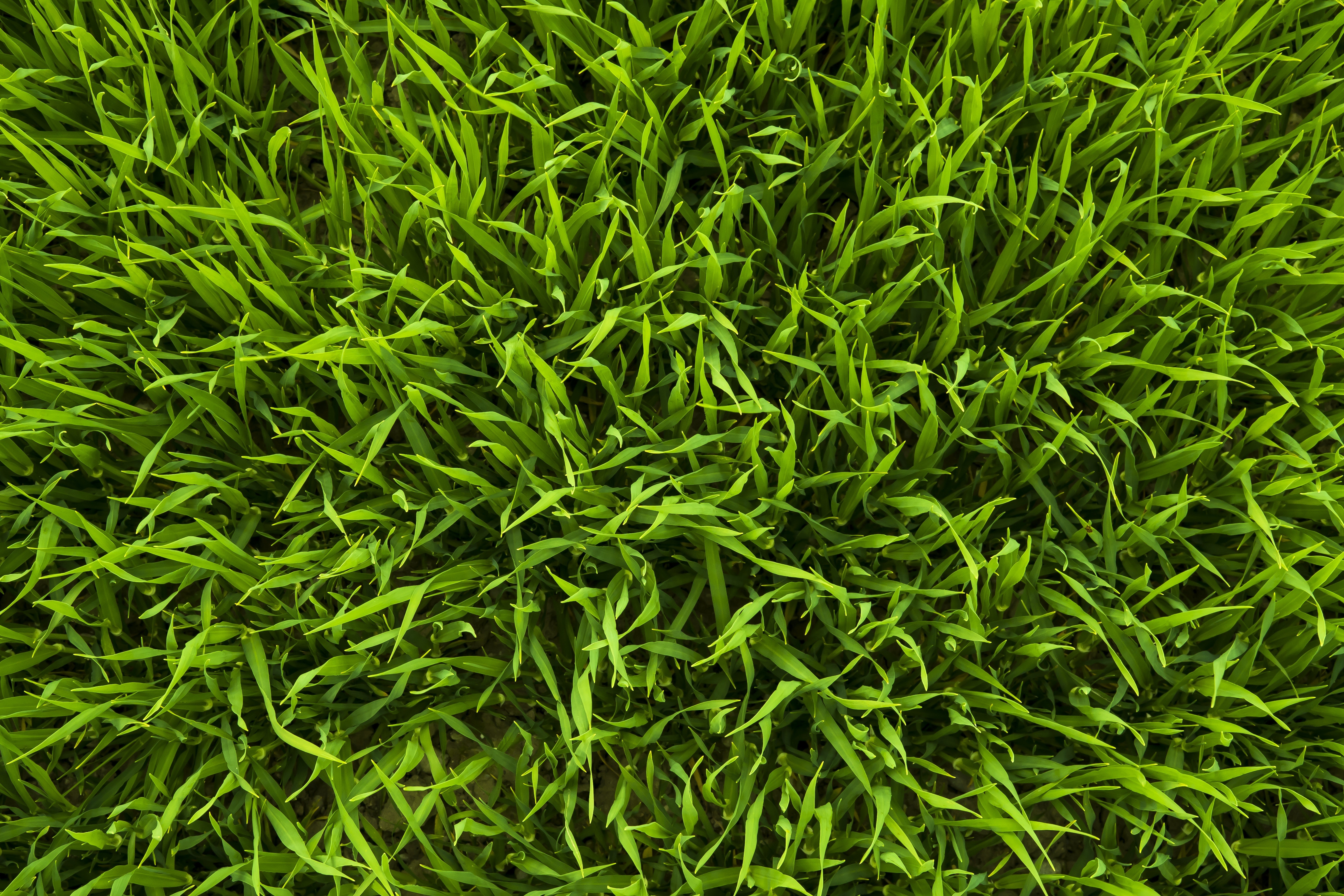Green Grasses · Free Stock Photo