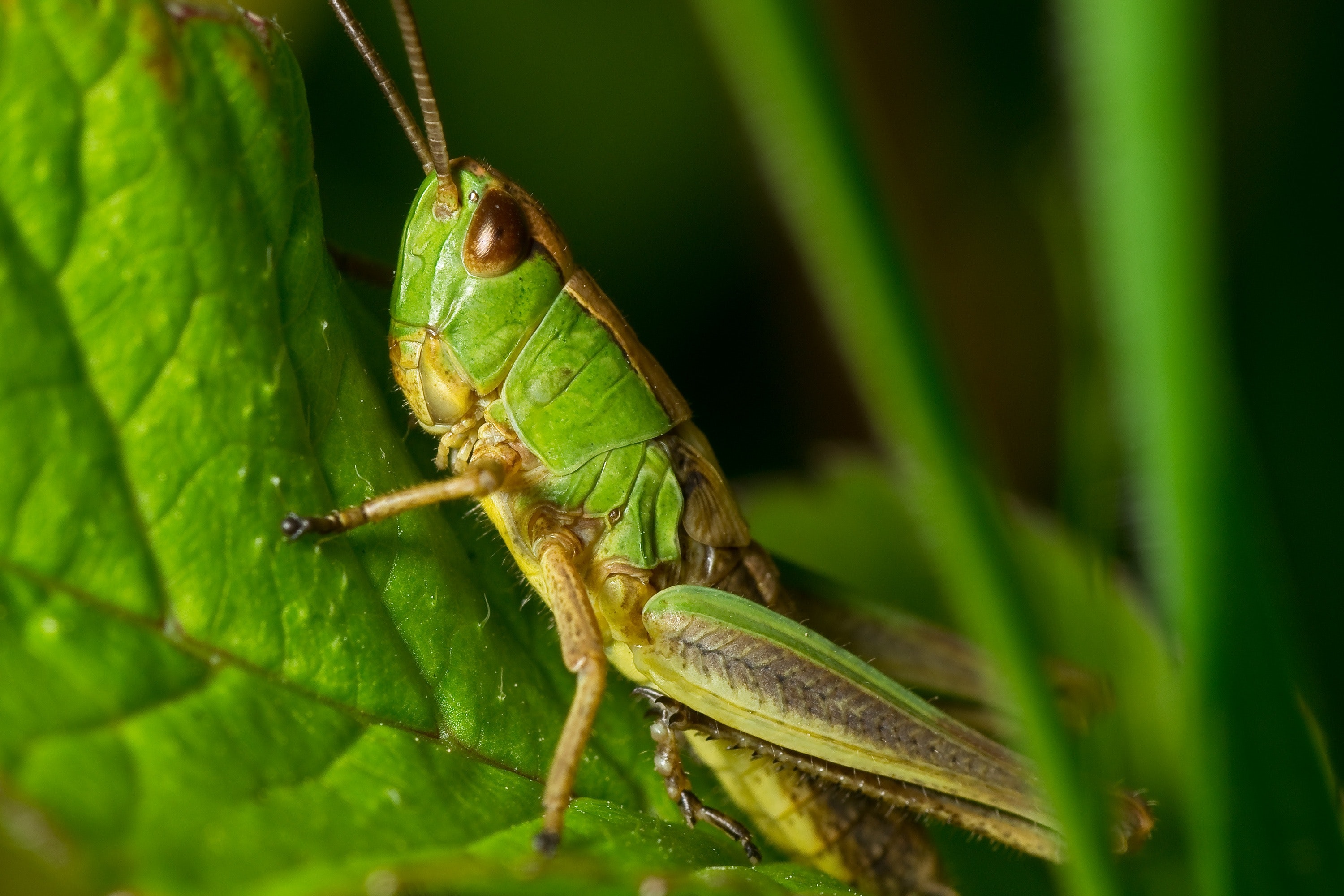 Green grasshopper photo