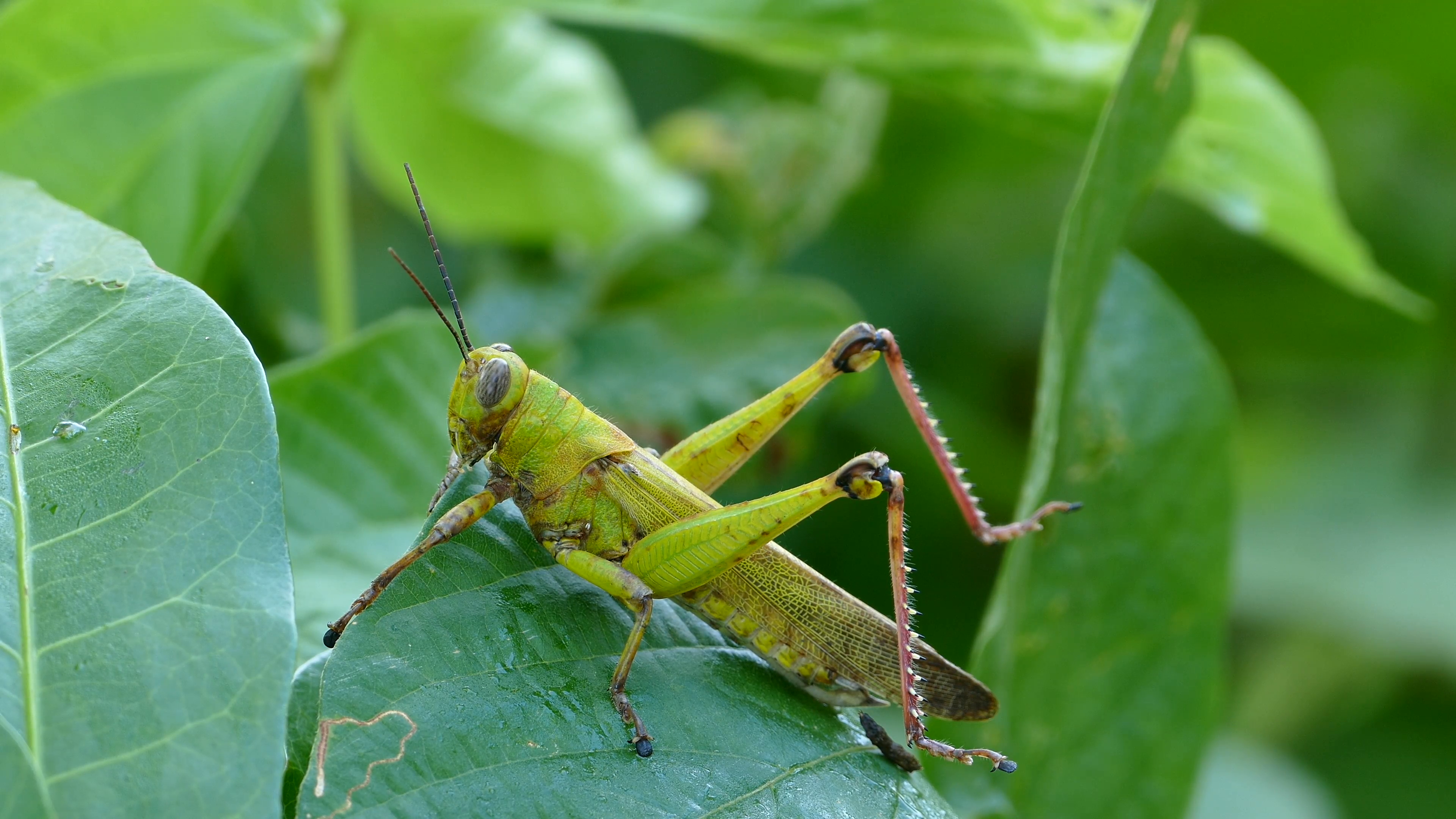 A big green grasshopper sitting on a leaf while cutting the plant in ...