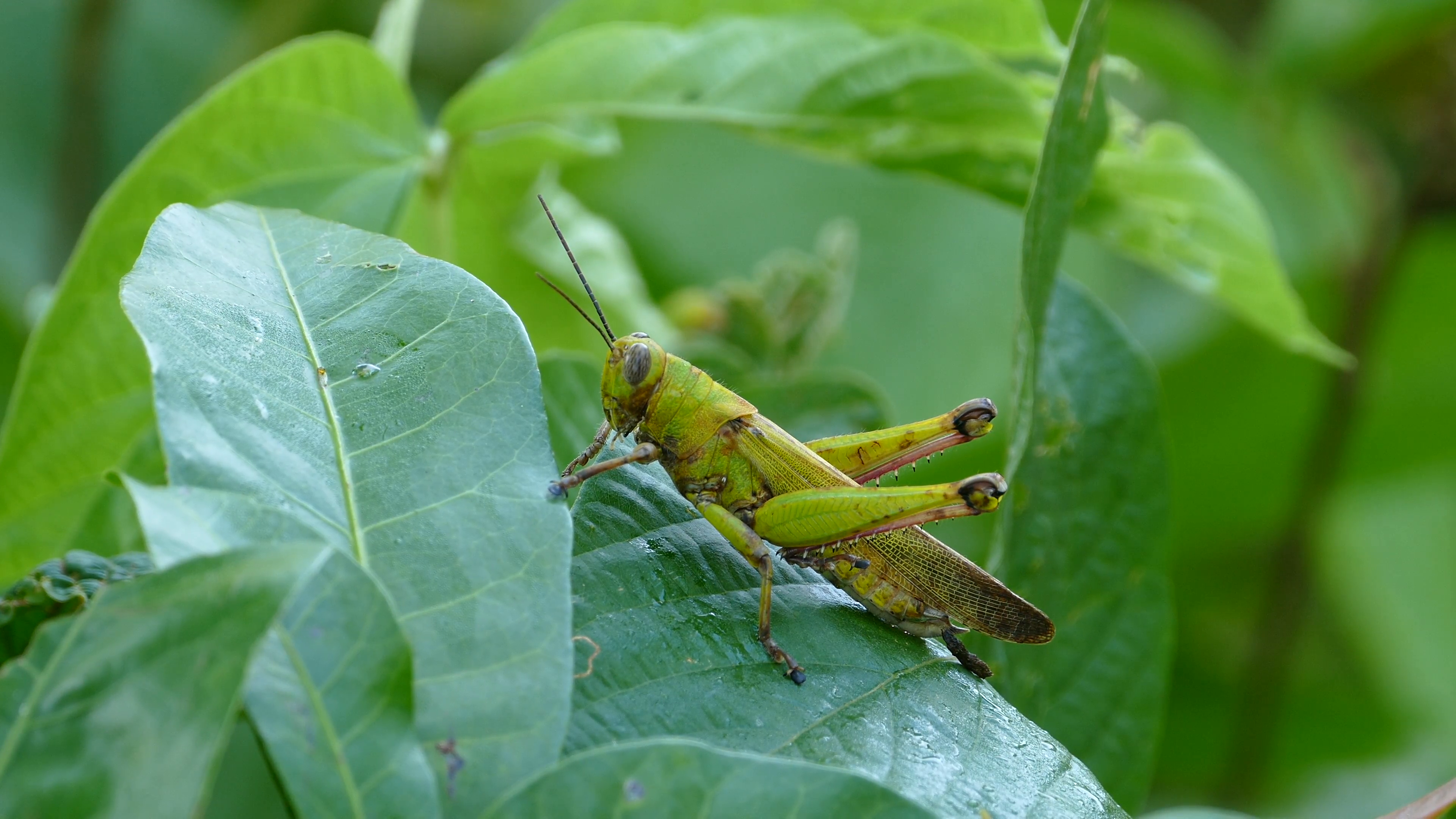 A big green grasshopper sitting on a leaf in the Philippines Stock ...