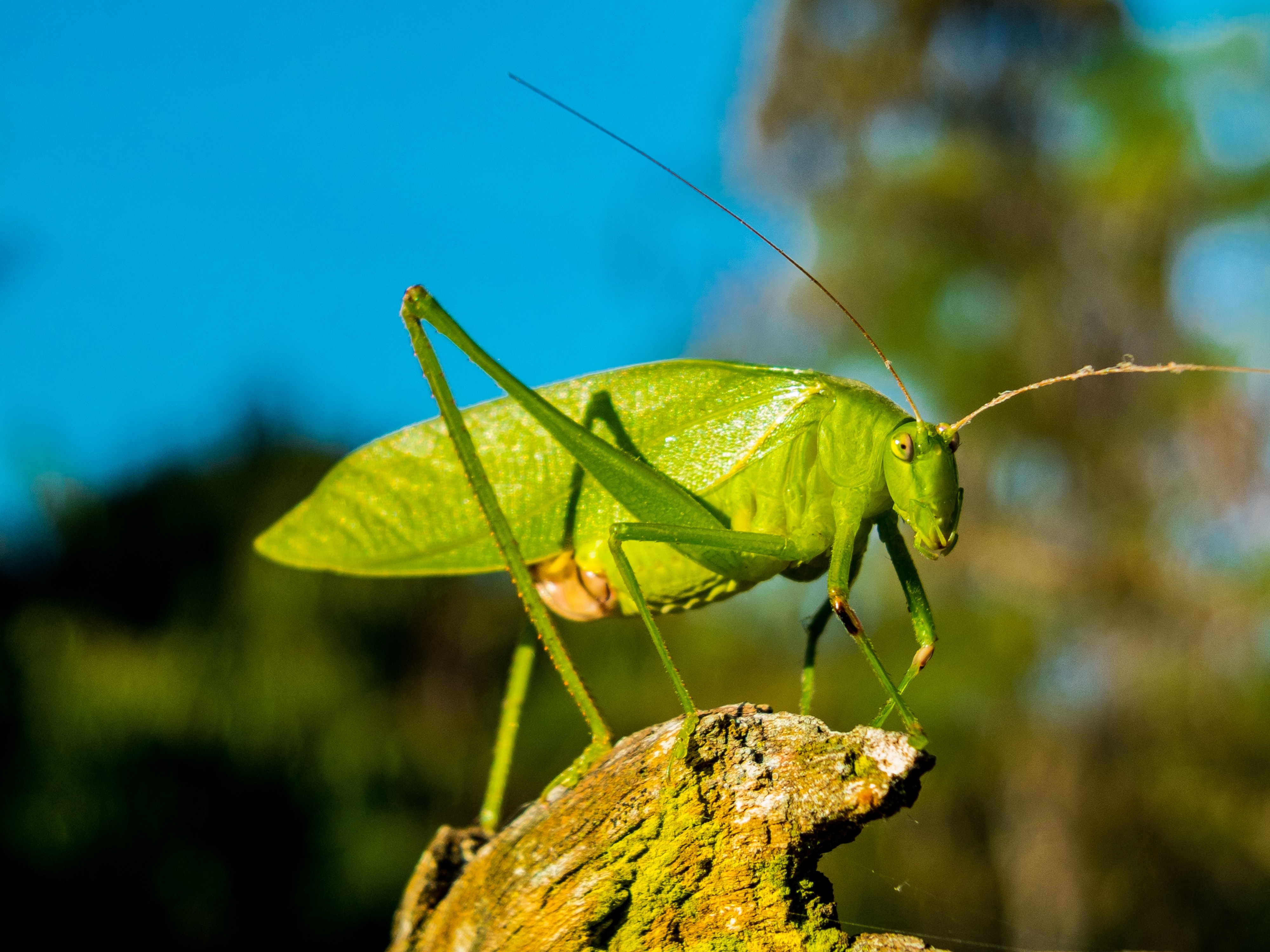 Green Grasshopper during Day Time · Free Stock Photo