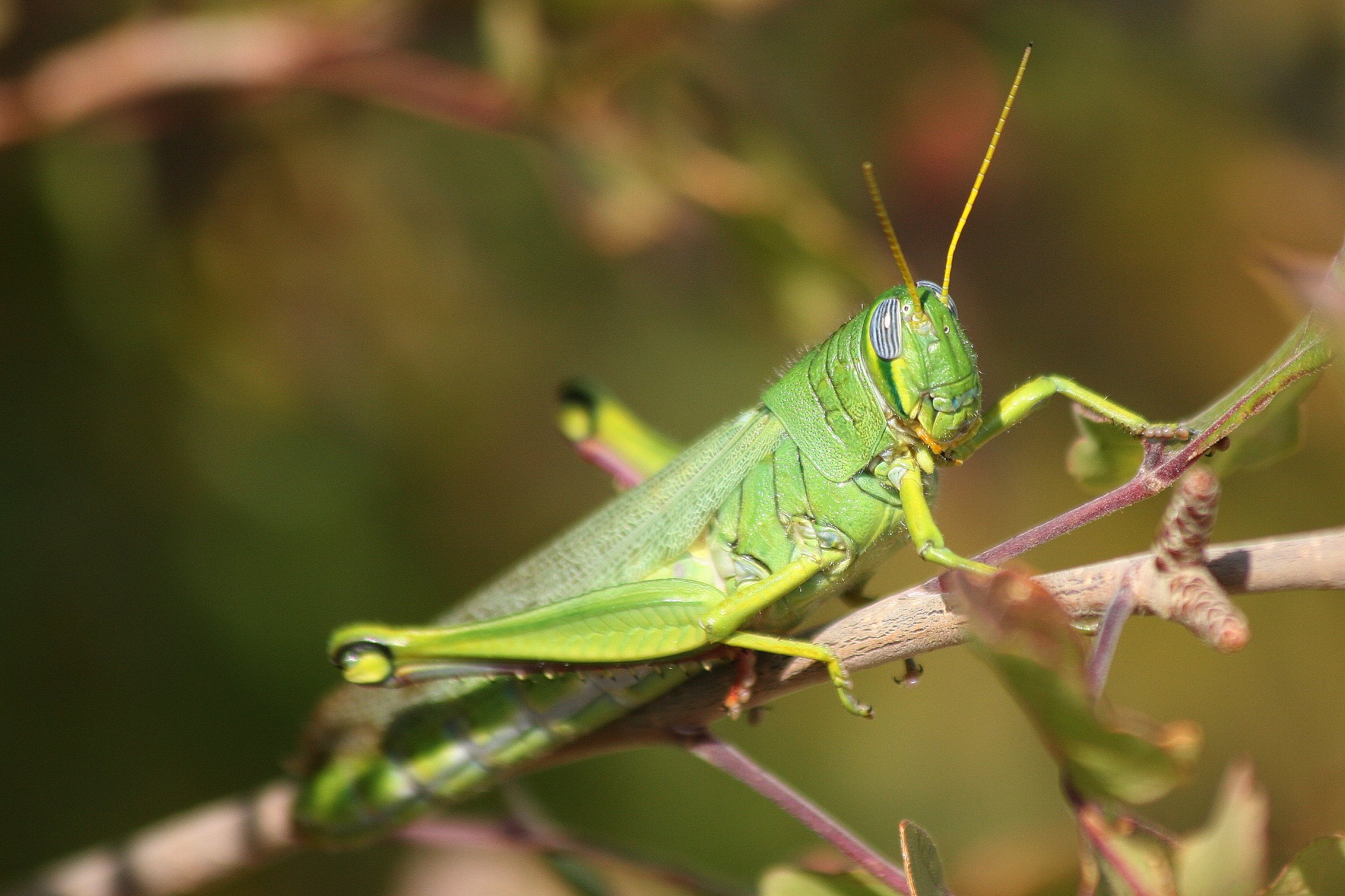 Green Valley Grasshopper (Schistocerca shoshone) · iNaturalist.org