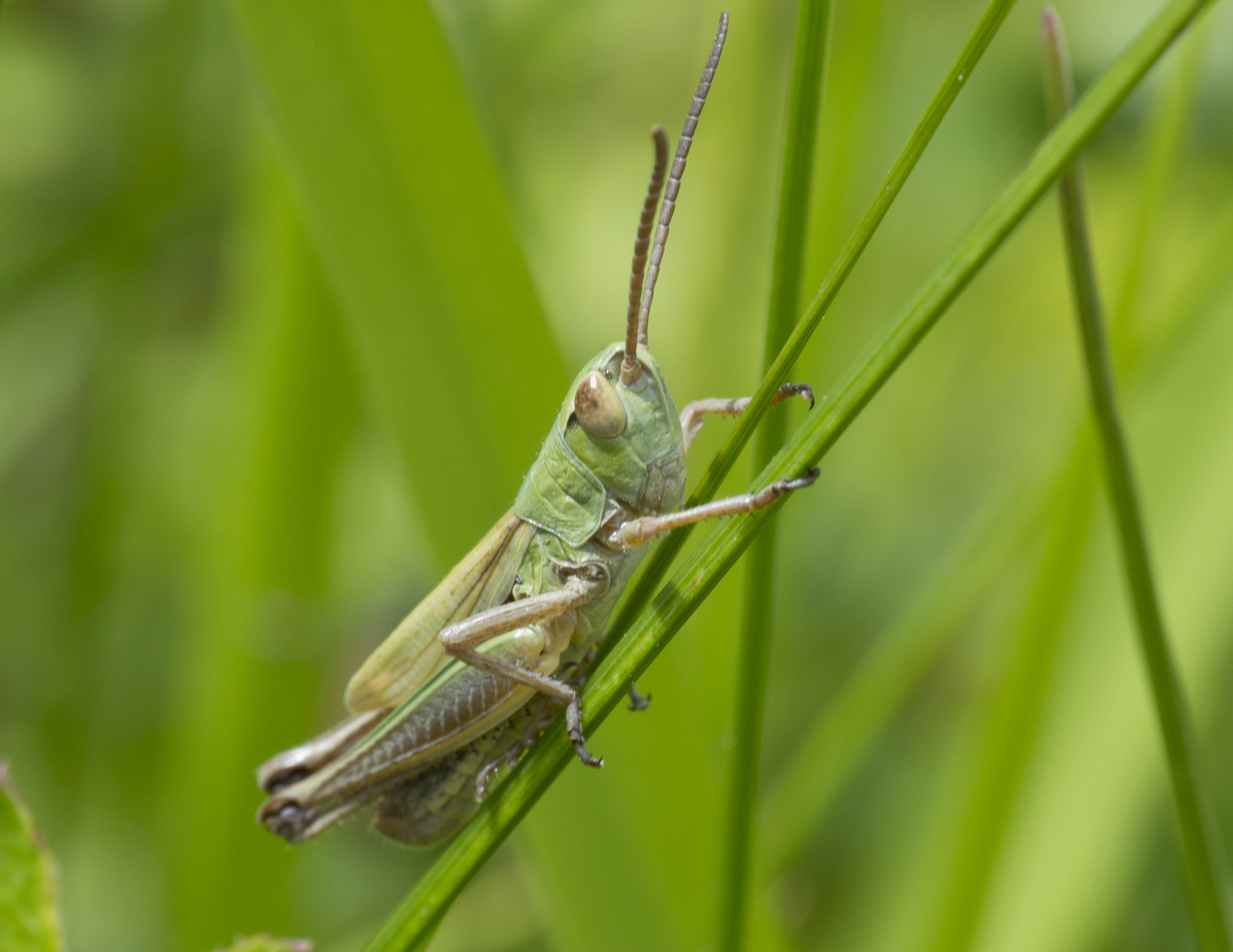 File:Common Green Grasshopper, Omocestus viridulus (20145358455).jpg ...