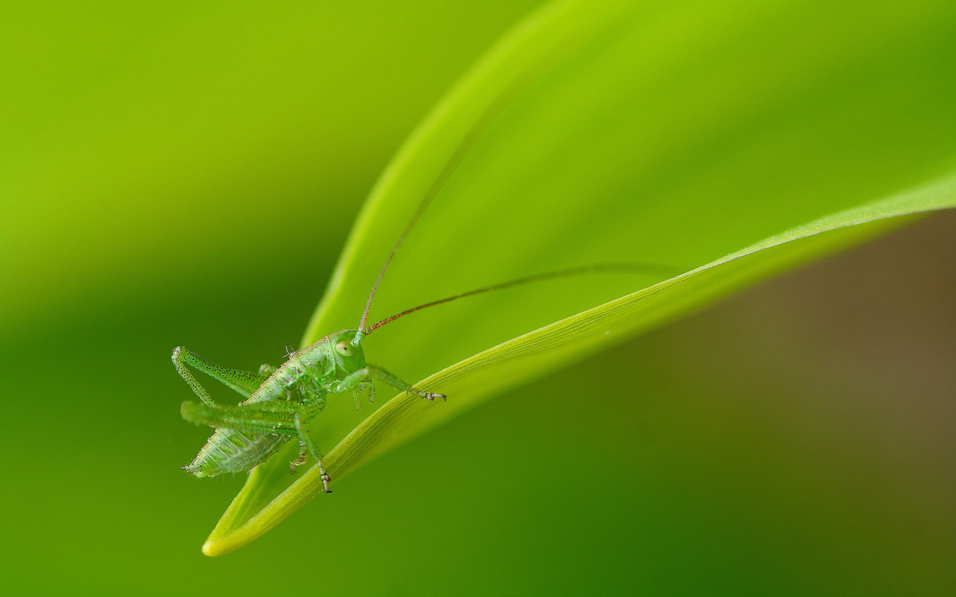Green grasshopper / 1920 x 1200 / Macro / Photography | MIRIADNA.COM