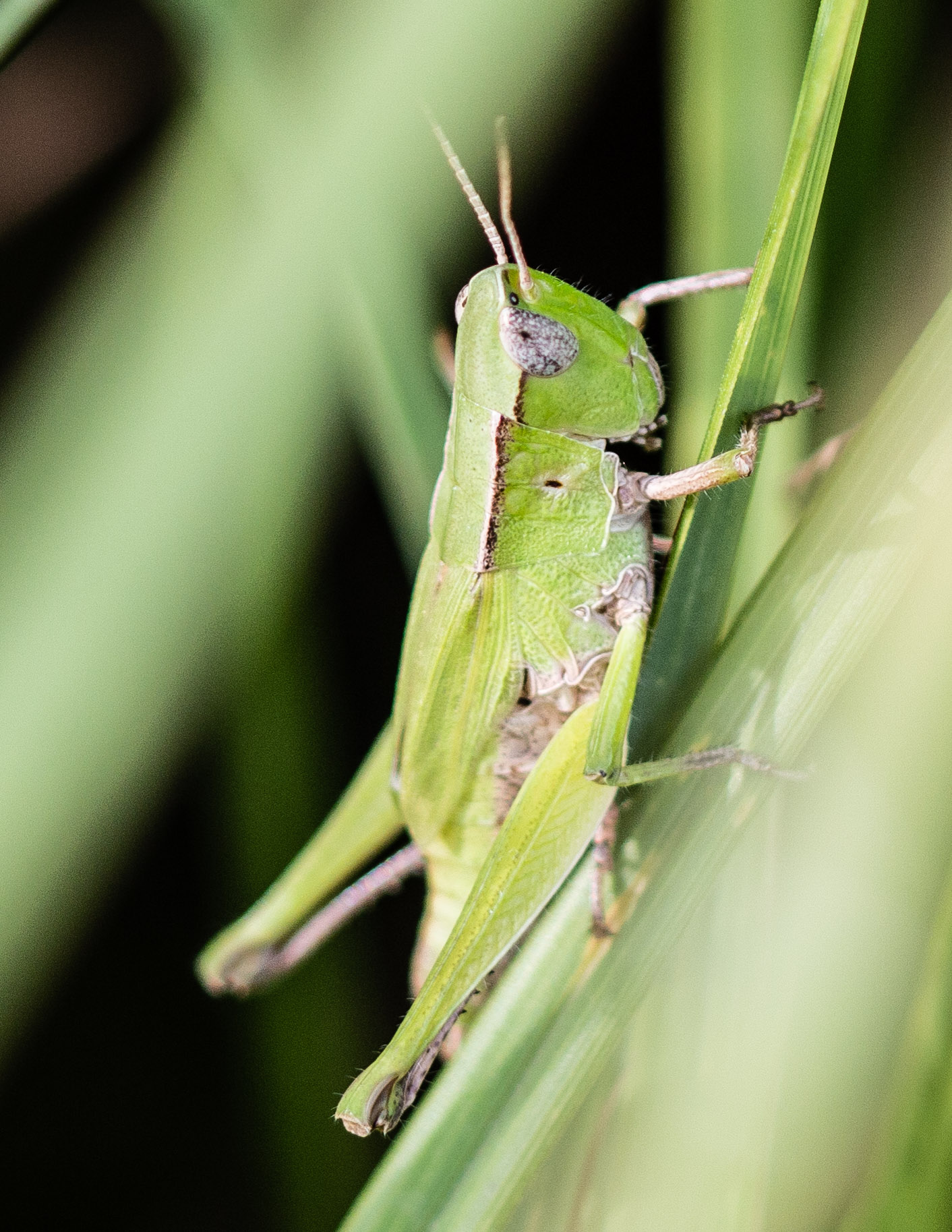 short-winged green grasshopper | Nature Inquiries
