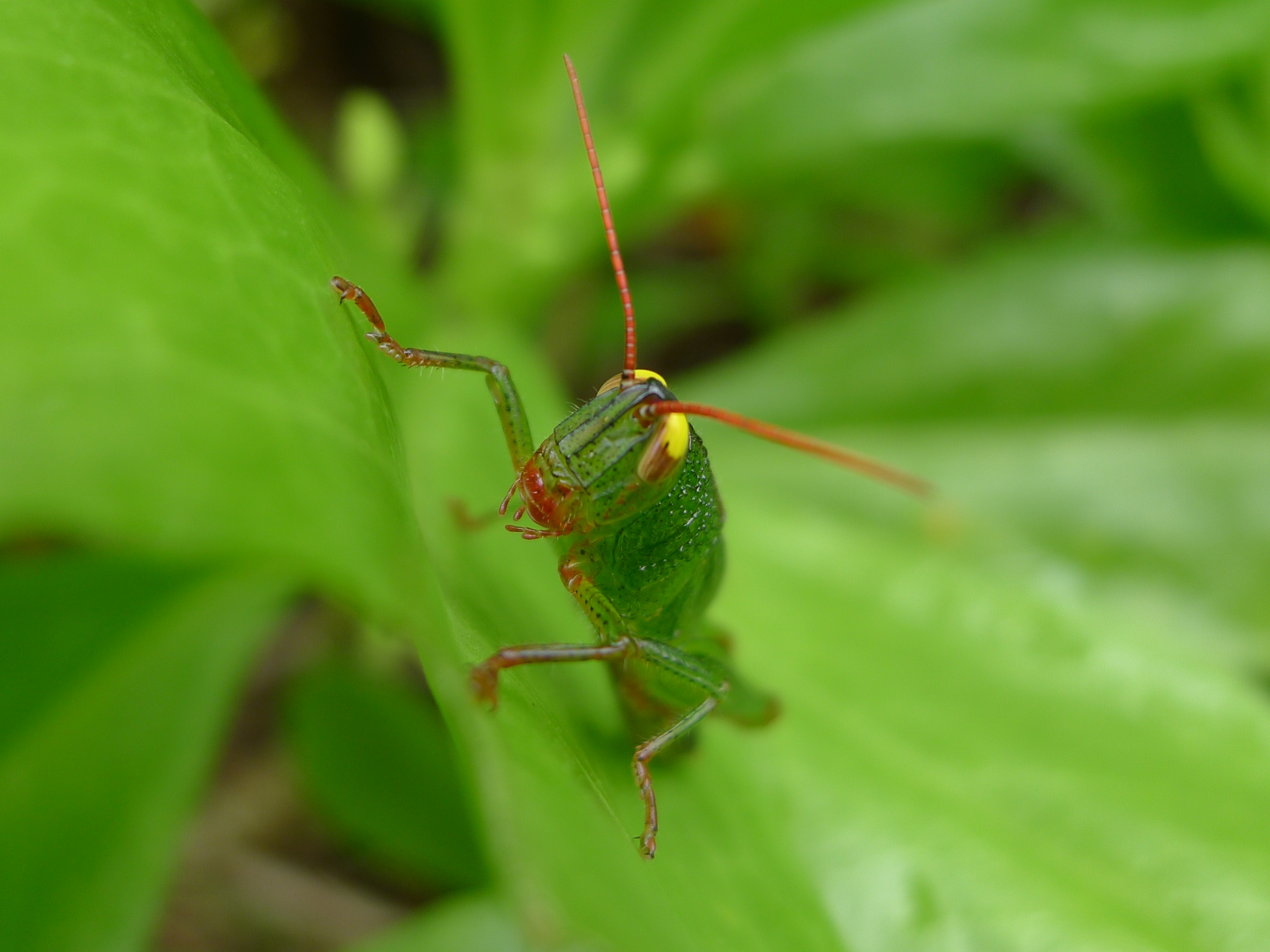 File:Green grasshopper with yellow eyes (5730632343).jpg - Wikimedia ...